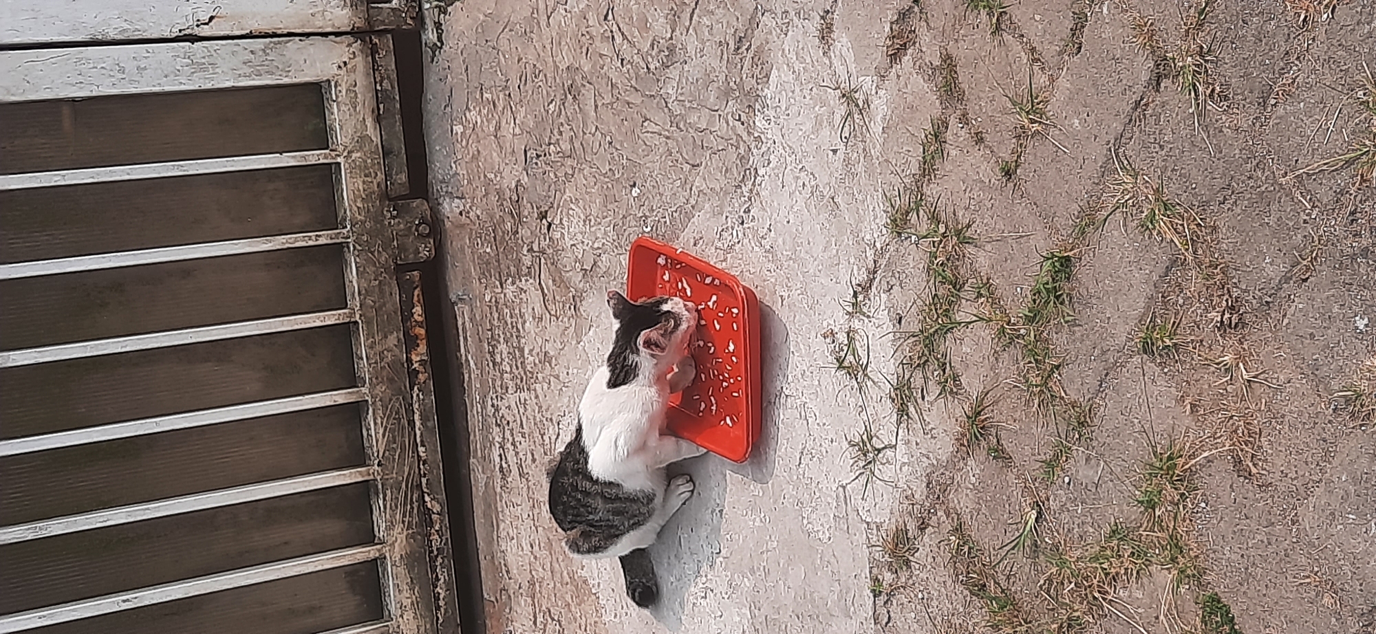 A black and white cat is eating from a red tray on a paved surface. The cat is positioned in the center of the image, with its head lowered into the tray, which contains what appears to be rice. The paved surface is made of interlocking bricks, with patches of grass growing between them. In the background, a metal gate with vertical bars is visible. The gate appears to be weathered and slightly rusty. The scene suggests an outdoor setting, possibly a backyard or alleyway in Cisauk, Indonesia, where the cat has found a meal. The lighting indicates it is daytime, with the sun casting shadows on the ground. There are no people visible in the image.