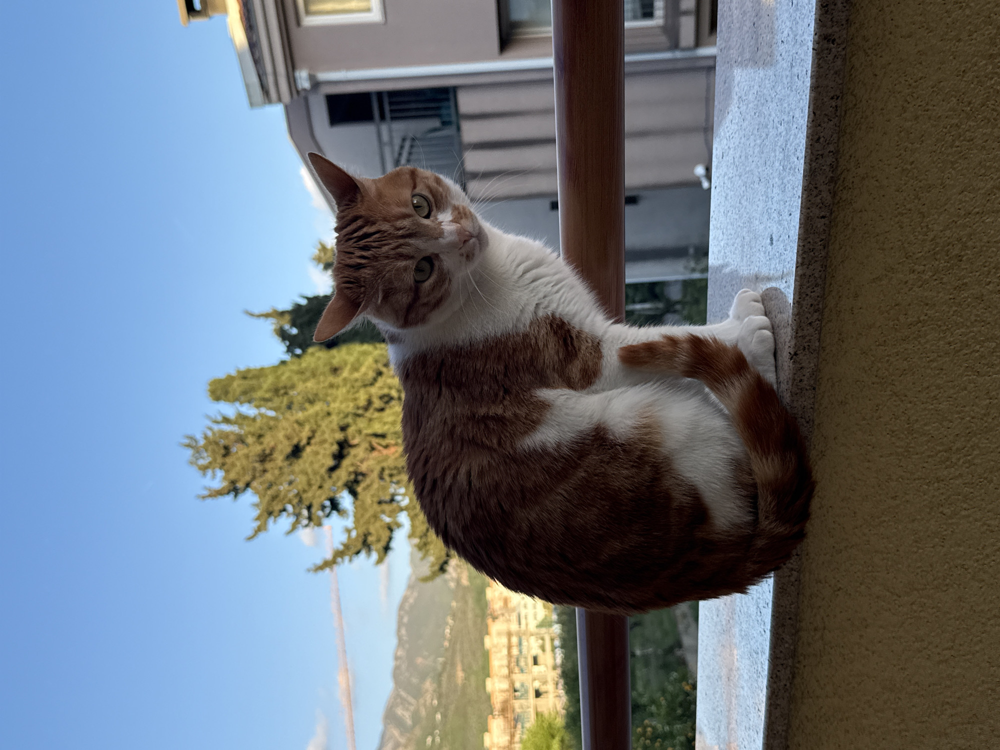 An orange and white cat is captured sitting on a light-colored balcony ledge or wall, looking directly at the camera with a curious, tilted head. The cat features prominent ginger markings on its head, back, and tail, contrasting with its white chest, belly, and paws. Its eyes are a striking green, and its posture is curled and relaxed. A dark-colored railing runs parallel behind the cat.
The scene is set outdoors during a bright, clear daytime, likely in Bar, Montenegro. The background reveals a picturesque view under a clear blue sky. To the left, a vibrant green conifer tree stands out against the sky. Further in the distance, a town or city with various buildings and windows can be seen, extending towards a range of mountains on the horizon. The lighting suggests a sunny day, creating well-defined highlights and shadows. The cat's expression conveys alertness and engagement. There is no visible text in the image.