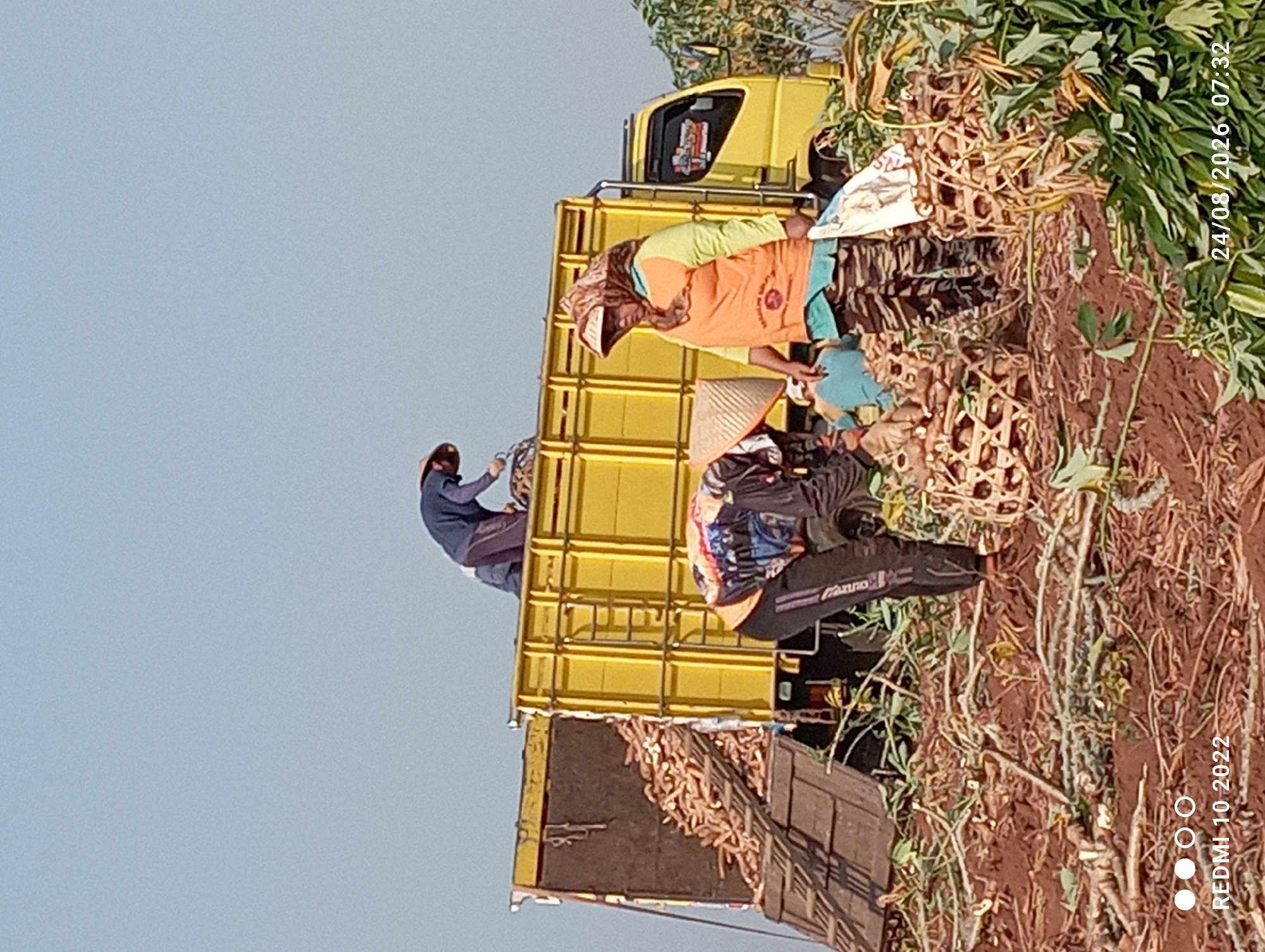 In Gandik, Indonesia, a bright yellow truck is being loaded with cassava by several individuals. Three people are visible in the foreground and midground, dressed in work attire. One person, wearing a conical hat and an orange shirt over a teal undershirt, stands to the right, holding a white bag. Another person, also wearing a conical hat, is bent over a basket of cassava. A third person, wearing a patterned shirt and dark pants, is also working with the harvested cassava. In the background, two individuals are on top of the truck, actively loading more cassava. The ground is covered in loose soil, cassava roots, and plant debris. The sky is clear and blue, indicating a daytime scene. The timestamp "24/08/2026 07:32" and "REDMI 10 2022" are visible in the lower corners, suggesting this is a photograph taken on that date.