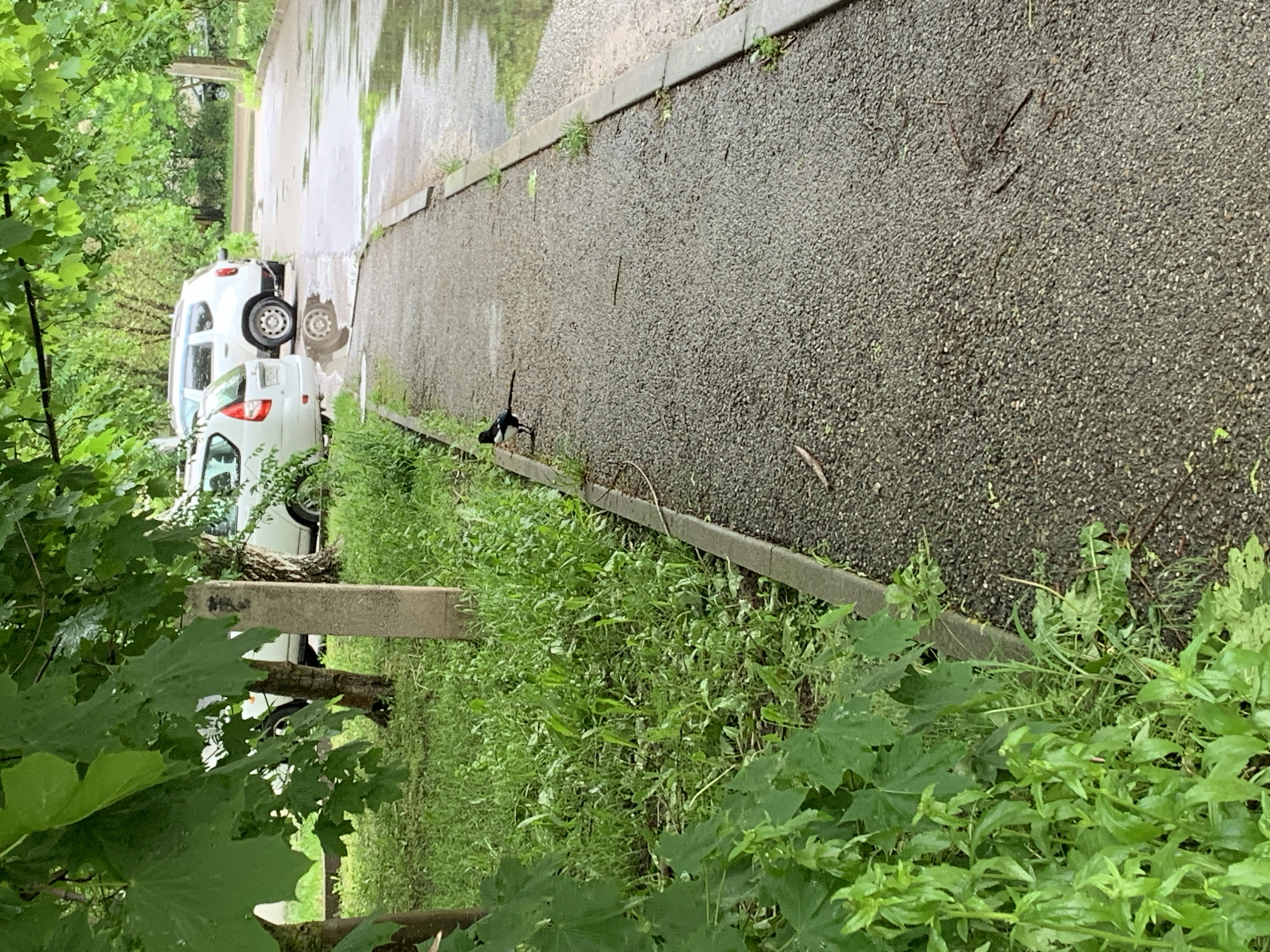 The image depicts a rainy outdoor scene in what appears to be a street or parking area. A concrete sidewalk edges a pebble-covered ground. A white car is parked on the side further down the path. Lush green vegetation and tree branches are on the left side of the frame. A bird, appearing to be a magpie, stands near the edge of the sidewalk. The image hints at a residential or suburban area, with overcast skies suggesting recent or ongoing rainfall. The location is specified as Stavropol, Russia, though this is not discernible from the image itself.