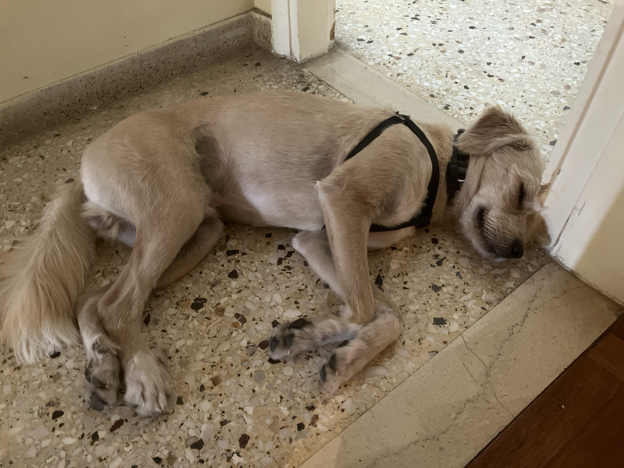 A light-tan or cream-colored dog is lying peacefully on its side on a speckled terrazzo floor. The dog appears to be sleeping or resting deeply, curled up slightly with its head tucked near a light-colored doorframe. Its eyes are closed or nearly closed, and its mouth is slightly open, giving a relaxed, smiling expression. The dog wears a black harness across its back.
The dog's fur, particularly on its body, appears to be recently trimmed, while its tail maintains a longer, bushier texture. Its paws have darker pads and some darker fur markings.
The floor is a mosaic of light-colored chips, predominantly off-white, grey, and brown. In the bottom right corner, a transition to a different flooring, possibly wooden or a darker tile, is visible. The doorframe next to the dog's head shows some signs of wear and tear, and the baseboard along the wall also features the same terrazzo pattern. The overall lighting suggests an indoor daytime scene. No visible text is present.