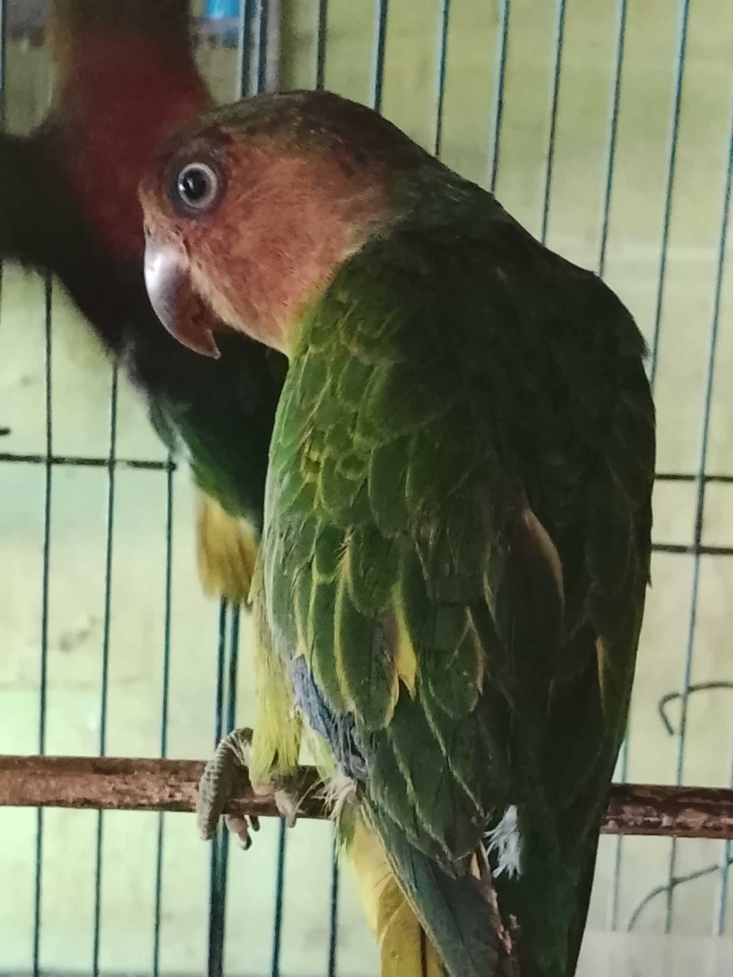 The image shows a close-up of two parrots perched on a wooden branch inside a cage. The parrot in the foreground has a brown head and green body, with yellow and blue accents on its wings. Its eye is visible, and its beak is slightly open. Behind it, another parrot with a red head is partially visible. The cage has vertical metal bars, and the background is blurred, showing a light green and yellow striped pattern. The image appears to be taken indoors.