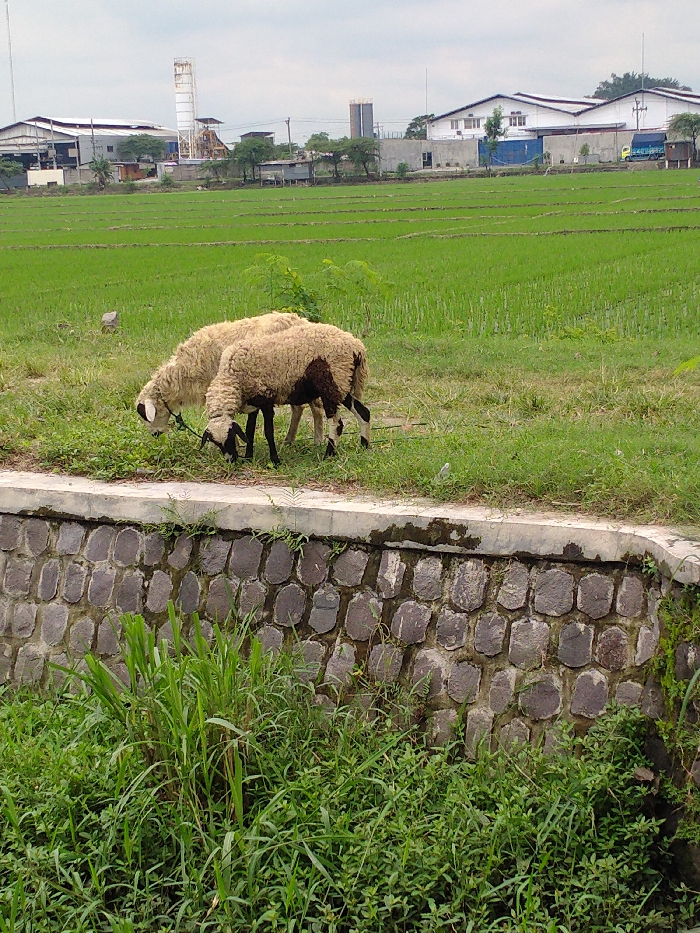 The image depicts a semi-rural landscape in Kecamatan Kebakkramat, Indonesia, under an overcast sky. In the midground, two sheep are actively grazing on a patch of green grass. The sheep on the left is mostly light-colored and has a blue tether around its neck. The second sheep, partially obscured by the first, is also light-colored but features noticeable dark brown or black patches on its body and dark legs.
Behind the sheep, expansive, verdant rice fields extend horizontally across the scene, indicating young rice crops. A small, light-colored bird is faintly visible on the ground within the rice fields. In the distant background, several industrial structures rise above the fields. These include tall, white silo-like buildings and a series of white-roofed warehouses or factory buildings, with some industrial equipment and what appears to be a truck visible near one of the buildings.
In the foreground, a robust stone wall, possibly a retaining wall or an irrigation channel embankment, runs across the bottom section of the frame. The wall is constructed from textured, oblong stones set in mortar and topped with a smooth concrete cap. Below the wall, a dense growth of various green grasses and plants fills the lower foreground. The scene presents a juxtaposition of agricultural life, represented by the sheep and rice fields, with nearby industrial development. There is no visible text in the image.