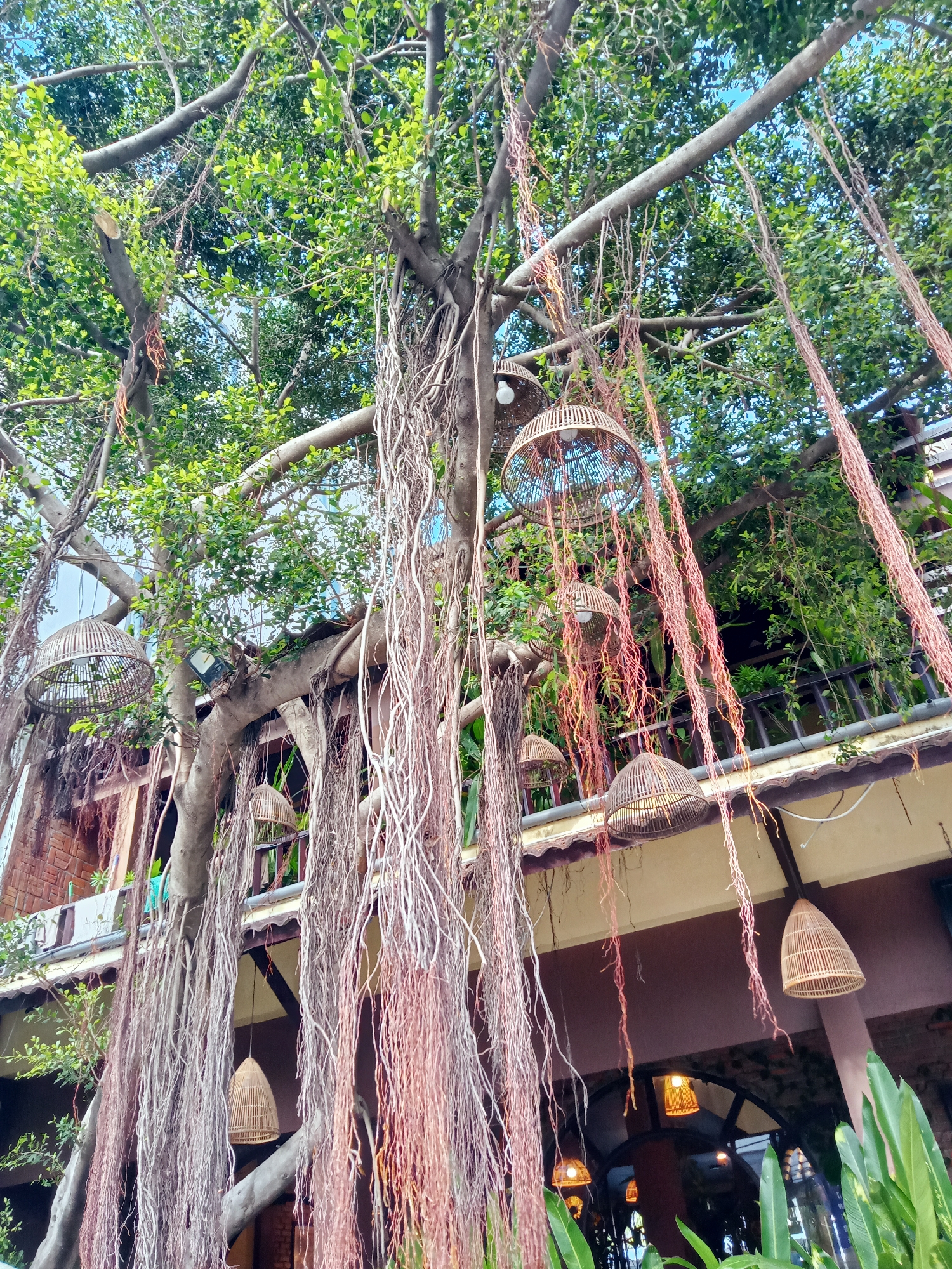 The image depicts a scene in Nha Trang Ward, Vietnam, dominated by a large banyan tree with numerous aerial roots hanging down. Woven wicker lamps are suspended from the tree branches and the eaves of a nearby building, providing illumination. The building has a balcony with a brown railing and a multi-toned beige and brown facade. The tree's canopy is dense with green leaves, and the sky is visible through the branches. There is also lush vegetation visible on the ground level.