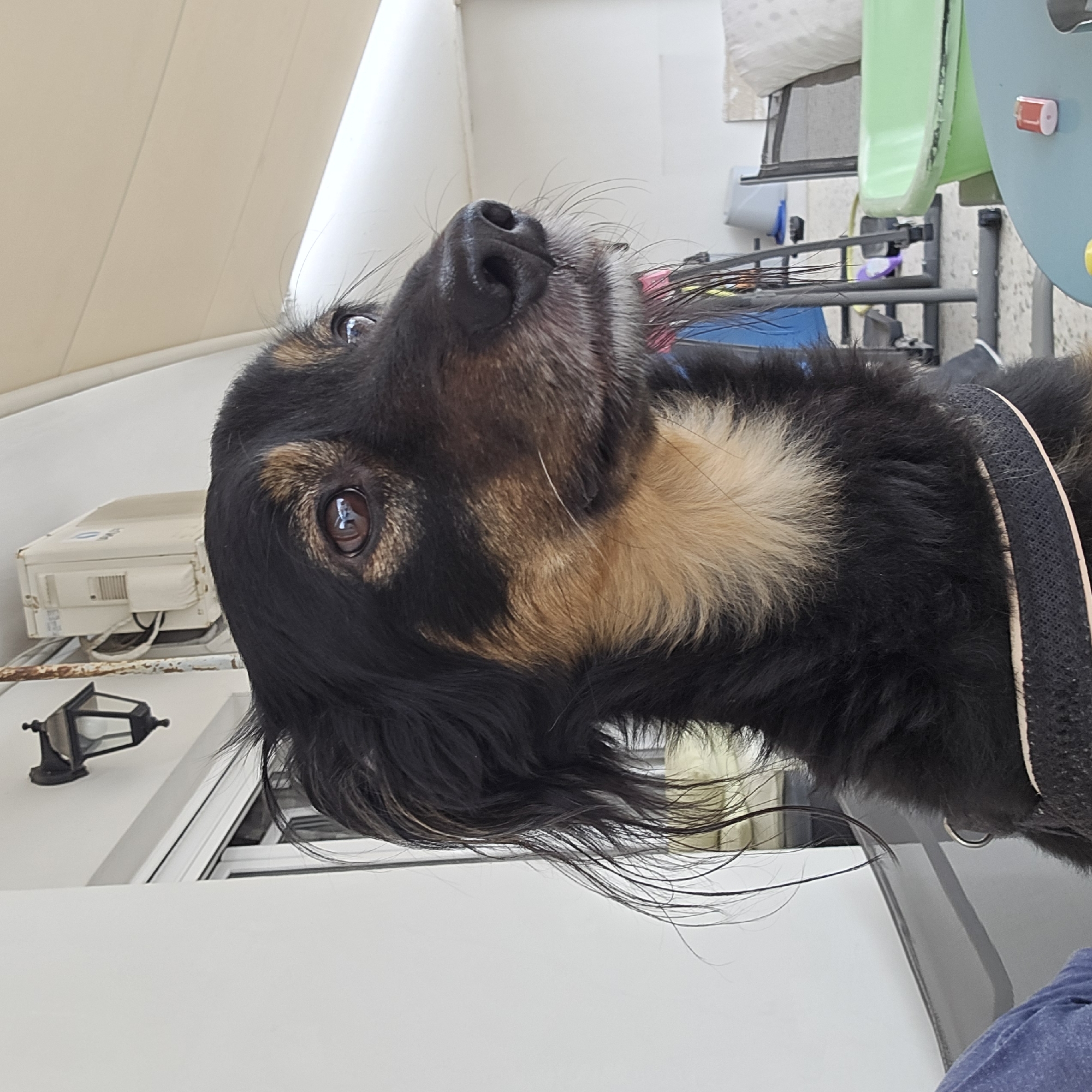 A medium close-up, portrait-style photograph captures a domestic dog with distinctive black and tan fur markings. The dog's head is tilted upwards, and its wide, attentive brown eyes are focused towards the upper right of the frame, giving it a curious or expectant expression. Long, somewhat wavy black hair frames its face, and prominent whiskers extend from its muzzle. A black, textured harness or collar with a lighter edge and a silver ring is visible around its neck.
The setting appears to be a brightly lit outdoor or semi-outdoor area, such as a patio or balcony, during the daytime in Agii Anargiri, Greece. In the background to the left, a light-colored ceiling or awning structure is visible, below which is a black, traditional-style wall-mounted lantern and a beige air conditioning unit attached to a white wall. A white horizontal surface, possibly a table or ledge, occupies the bottom portion of the frame. To the right, indistinct background elements include a green plastic object and dark metal structures, suggesting furniture or a play item. The overall lighting is natural and bright. No discernible text is visible.