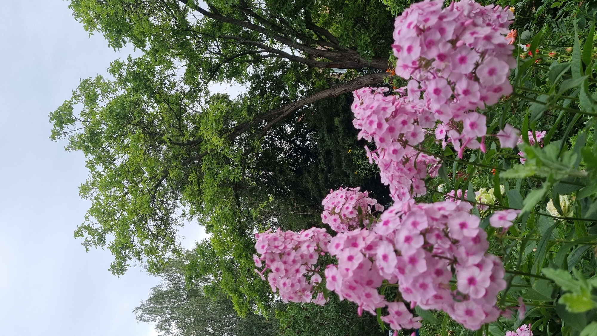 A low-angle, medium shot captures a cluster of vibrant pink phlox flowers in the foreground, their petals speckled with a deeper magenta. These flowers are in full bloom, with some stalks extending upwards and others reaching into the background. Behind the flowers, a lush green canopy of trees dominates the scene, with the sky a pale, overcast grey. A large, mature tree with a textured, dark brown trunk and branches laden with bright green leaves stands prominently in the mid-ground, its foliage casting shadows. To the left of this tree, another, lighter-colored tree with wispy branches and leaves is visible. The overall impression is a serene garden setting, possibly a park or a private garden, located in the city of Smila, Ukraine, on an overcast day.