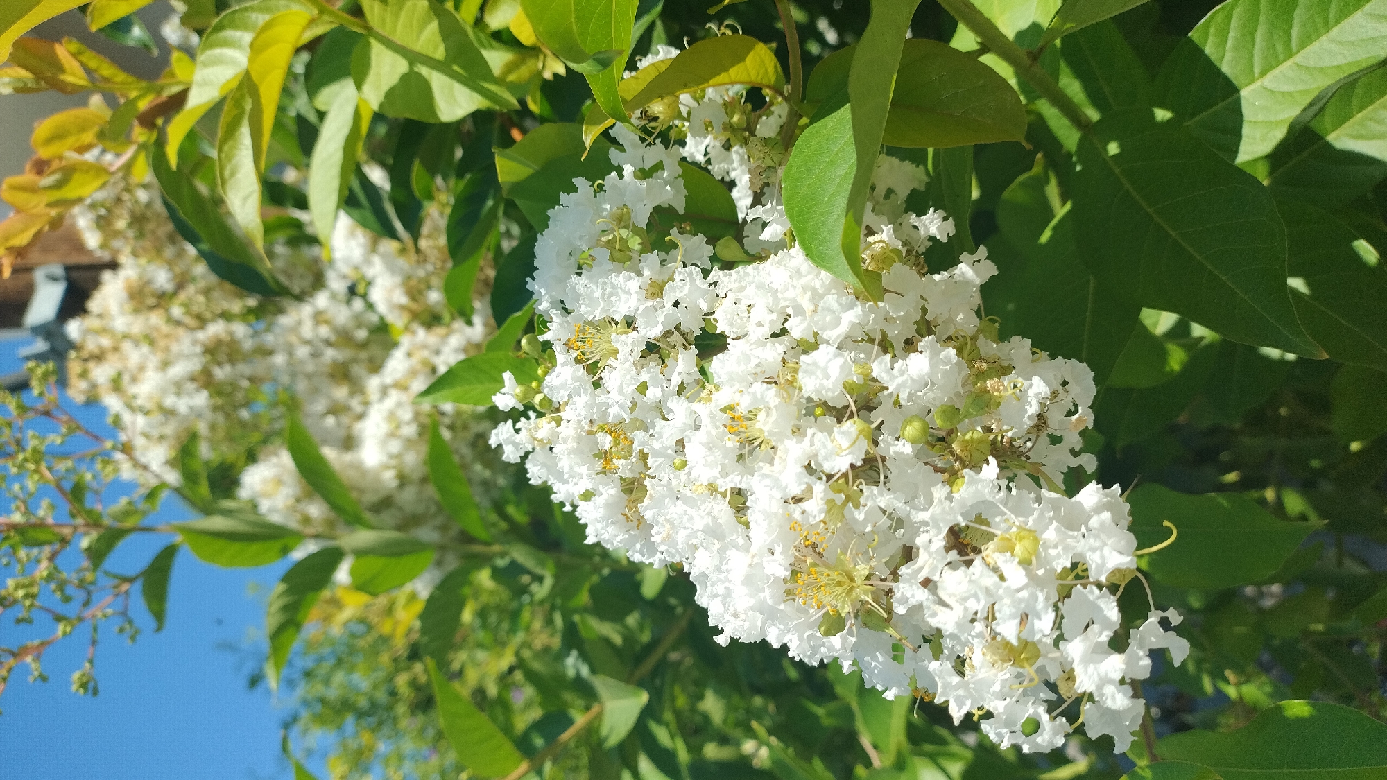 A close-up shot focuses on a cluster of delicate white flowers, possibly crepe myrtle, with visible yellow stamens, set against a backdrop of lush green leaves and a bright blue sky. The flowers are in full bloom, appearing soft and ruffled, with some smaller buds still visible. Sunlight filters through the leaves, creating dappled shadows on the foliage. In the background, out-of-focus white flowers and hints of brown suggest other parts of the plant or nearby foliage. The overall impression is one of vibrant, natural beauty, likely captured on a sunny day. The scene does not contain any people or specific urban structures to indicate its location within Neoi Epivates, Greece.