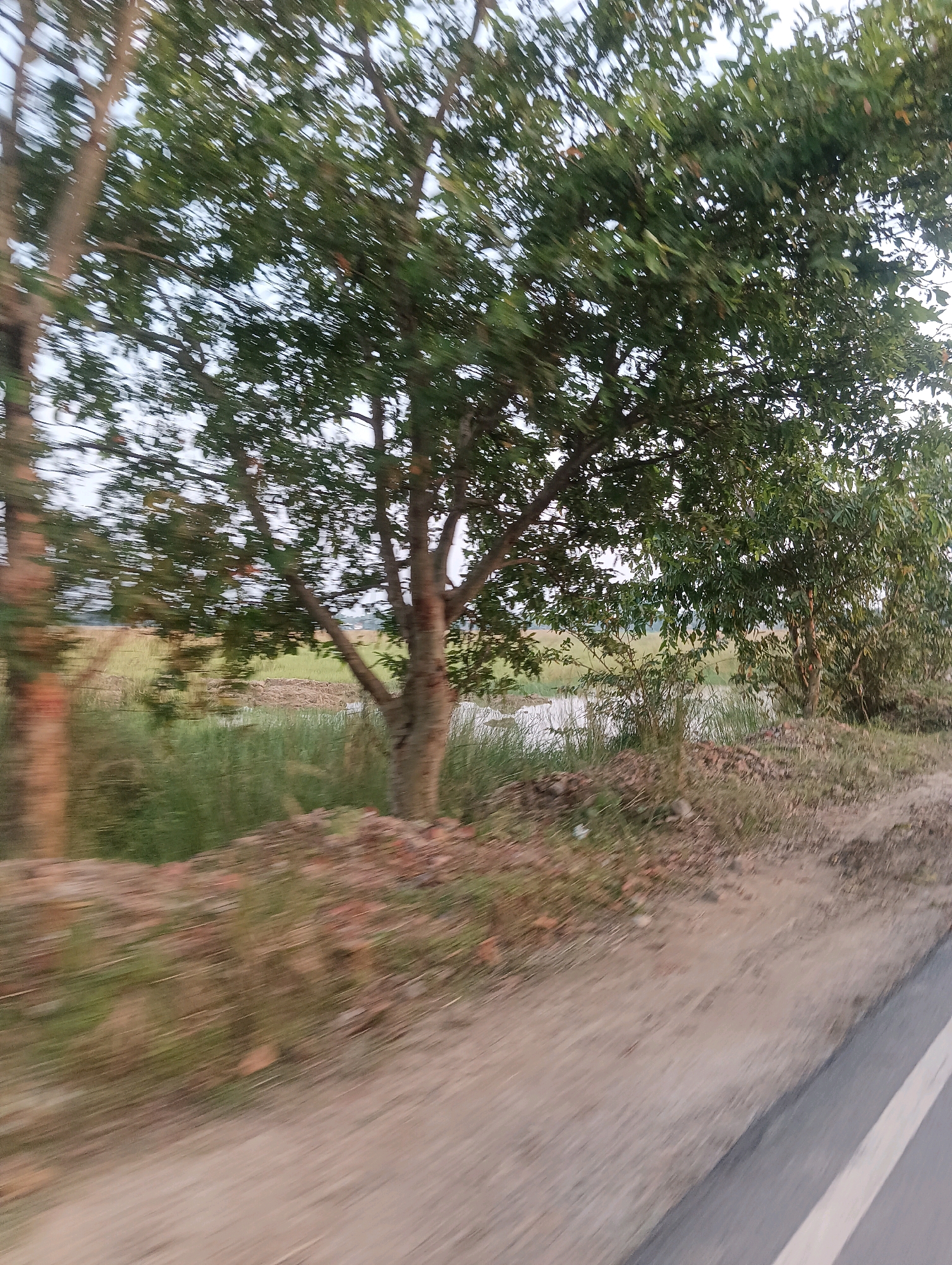 The image depicts a natural scene from a moving vehicle on a road in Ekma, India. The foreground shows a dirt road with a white line on the right side, indicating it's a paved road. To the left of the road, there is a grassy embankment with some scattered reddish-brown debris, possibly bricks or soil. Beyond the embankment, there is a body of water, likely a canal or a small river, lined with green vegetation. Further in the background, there are fields of yellow or light green crops, possibly rice paddies. Several trees with green foliage are visible, some closer to the road and others in the distance. The overall impression is of a rural landscape captured during daytime, with a slight motion blur suggesting the photograph was taken from a vehicle in transit. There are no people or animals visible in the frame.