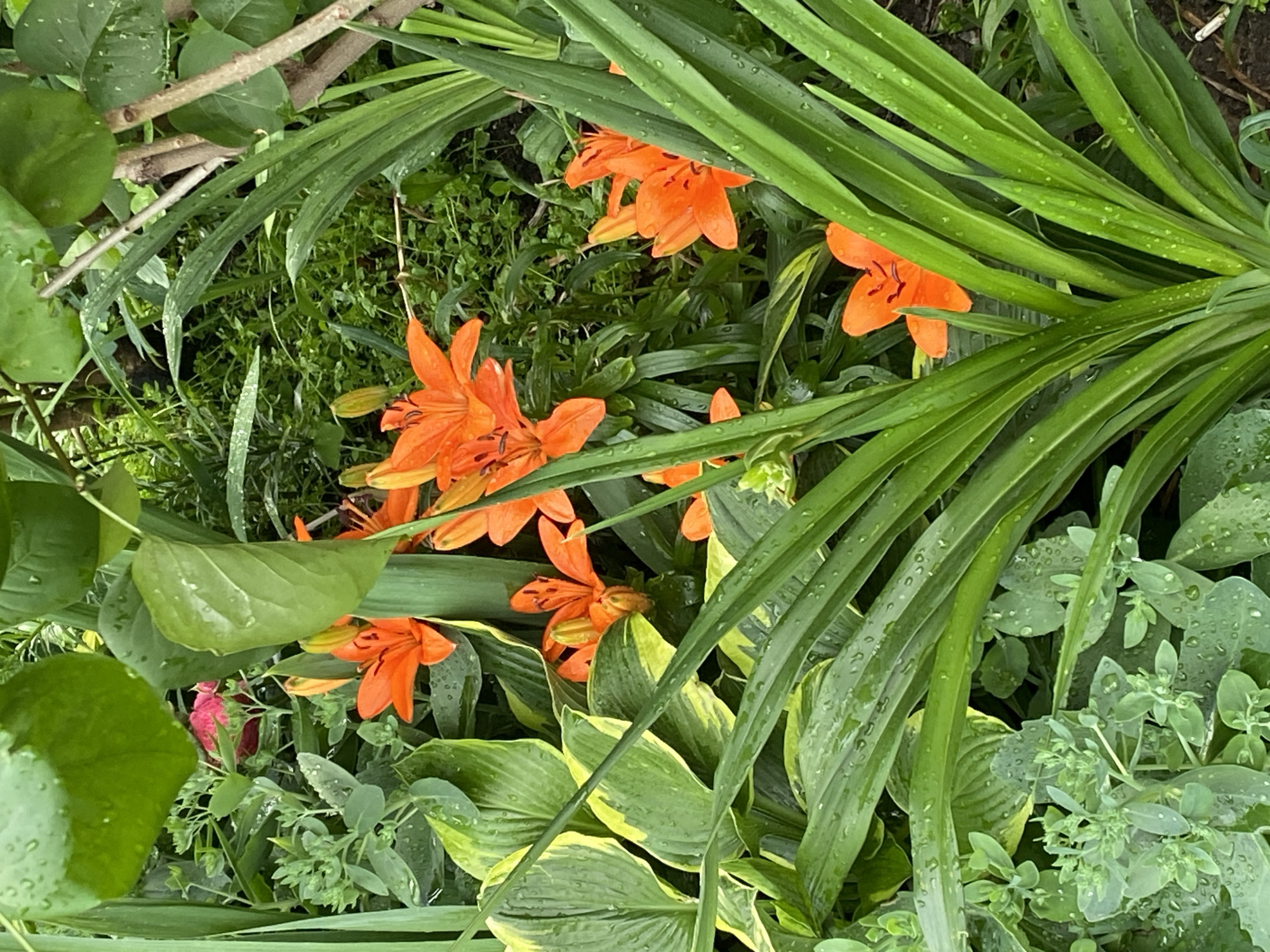 This media file shows a close-up view of a garden filled with vibrant orange lilies and lush green foliage. The lilies, with their distinctive spotted petals and outward-curving stamens, are the prominent subjects, interspersed with various other plants. Some of the lily petals are unfurled, revealing their intricate details, while others are still buds, hinting at future blooms.
The scene is dominated by various shades of green from the different plants. There are long, slender leaves of grasses or perhaps iris, and broader, variegated leaves that appear to be from hostas. Smaller, leafy plants with delicate structures are also visible, adding texture and depth to the garden composition. Many of the leaves and petals are dotted with water droplets, suggesting recent rainfall or morning dew. The lighting appears soft and diffused, consistent with an overcast day or early morning. The overall impression is one of natural beauty and abundance within a garden setting. There is no visible text in the image, nor are any people or specific events depicted. The focus is entirely on the botanical elements and the peaceful, verdant atmosphere of the garden.