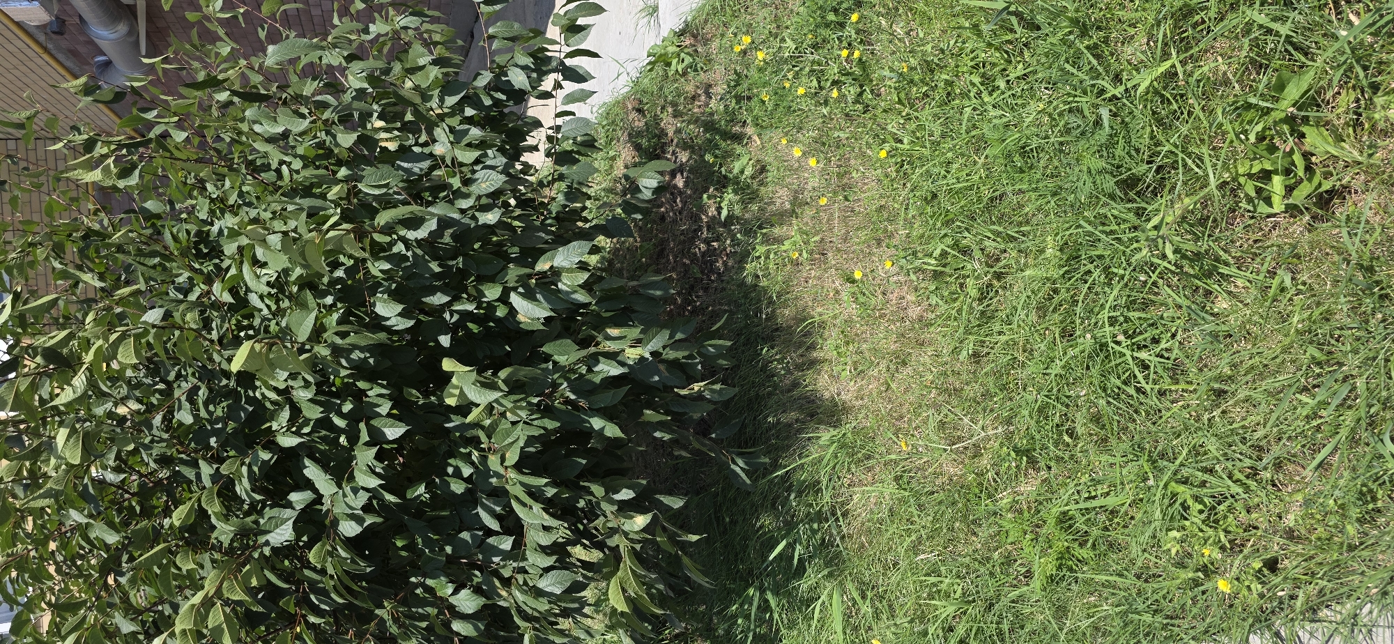 This is a medium shot photograph of a green leafy bush casting a shadow on a patch of grass and dirt. The bush is full of leaves and branches, with some of the leaves showing signs of yellowing or browning. In the background, a brick wall and a gray pipe are visible. The grass in the foreground is green and somewhat overgrown, with several small yellow wildflowers scattered throughout. A paved area is visible to the right of the bush, with a concrete curb. The scene appears to be outdoors, possibly in a residential or urban area in Inozemtsevo, Russia, given the presence of the building elements and landscaping. The lighting suggests it is daytime, likely sunny. There are no people or animals visible in the image.