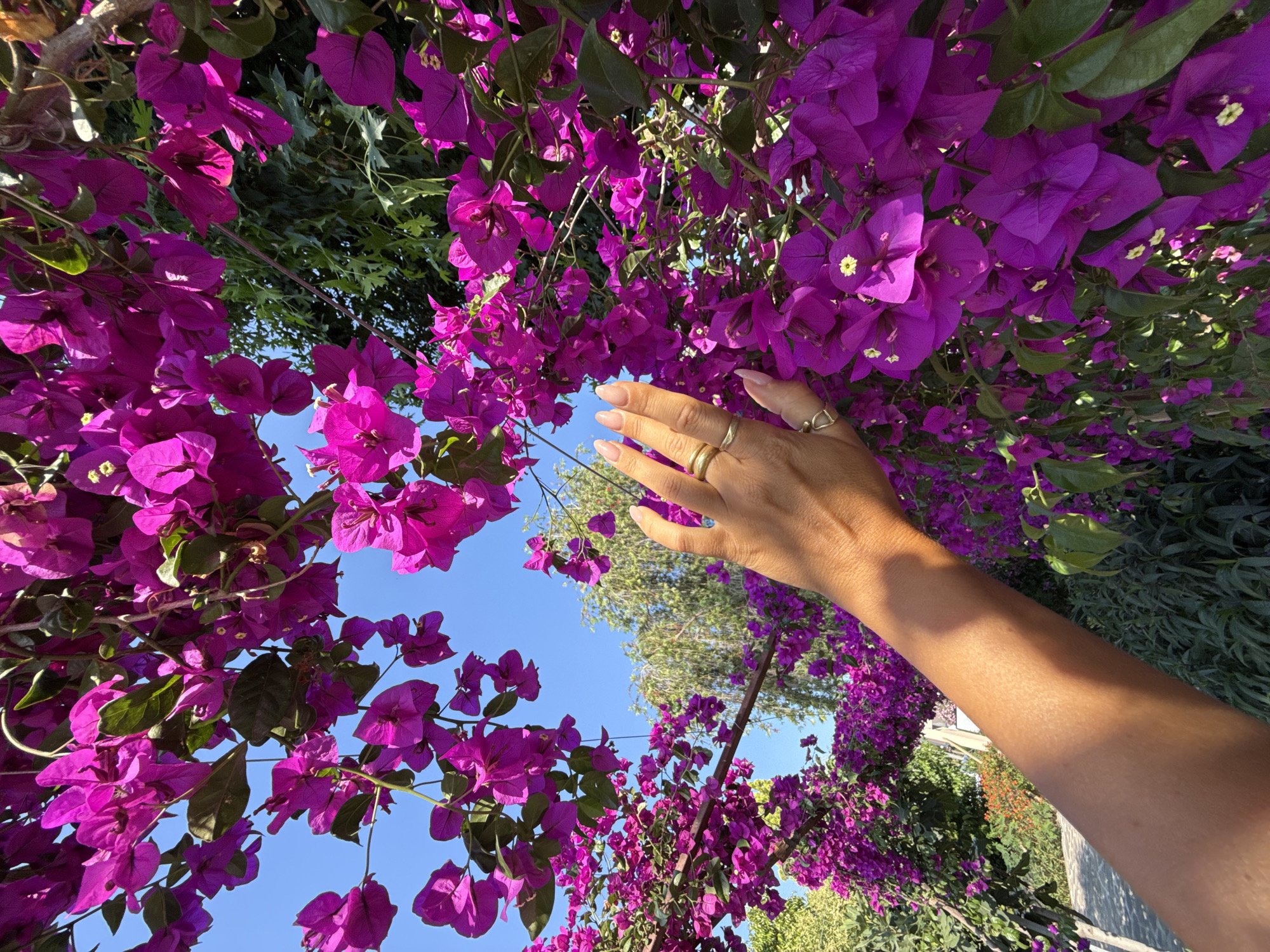 A person's hand with manicured nails and two rings is reaching towards a dense cluster of vibrant purple bougainvillea flowers. The flowers are in full bloom, creating a natural archway against a clear blue sky. In the background, lush green foliage and trees are visible, suggesting an outdoor setting. The sunlight casts a warm glow on the hand and flowers. The scene is suggestive of a garden or a street lined with flowering plants, potentially in Fethiye, Turkey, given the characteristic Mediterranean flora.