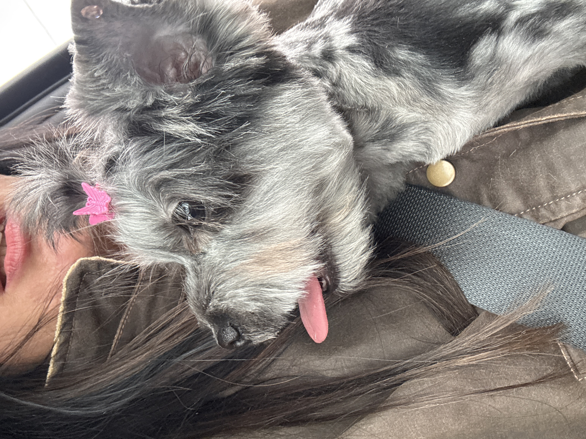 A close-up shot depicts a gray, furry dog lying on a person. The dog has a pink butterfly clip near its ear and its tongue is slightly protruding. The person's dark hair is visible beneath the dog. The person is wearing a brown jacket with a button. The background is slightly out of focus and includes a gray seatbelt. The image does not contain enough information to identify if it was taken in Chaikovsky, Russia.