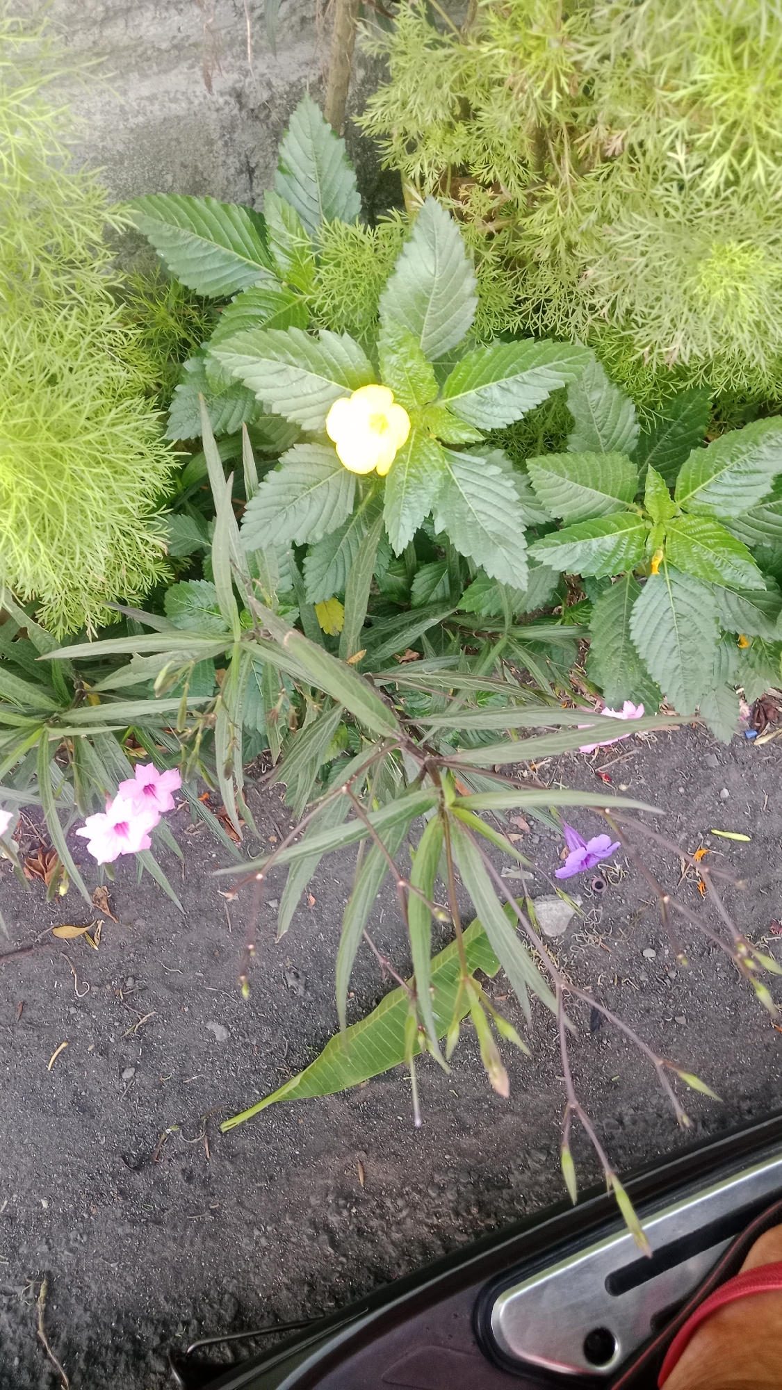 A close-up, high-angle, full outdoor shot of lush greenery and flowers at ground level. The foreground features dark, coarse soil with scattered dry leaves and small pebbles. A dark, glossy surface, possibly a vehicle or piece of furniture, occupies the bottom right corner, with a portion of a red sandal visible. Growing from the soil are several plants. In the center, a plant with long, slender, dark stems and narrow green leaves extends upwards, bearing small, pointed green buds and a few dried remnants of flowers. To the left of this plant, a cluster of three delicate pink flowers with darker veins are in bloom. Above these, a larger plant with broad, serrated green leaves is prominent, with a single, bright yellow flower at its center. Behind this, feathery, light green foliage fills the upper portion of the image. To the far left, a denser patch of similar feathery green foliage is visible. In the background, a rough, grey, concrete wall provides a textured backdrop. A single, small purple flower is also visible on the ground. The scene appears to be in a garden or natural outdoor setting within the city of Denpasar, Indonesia.