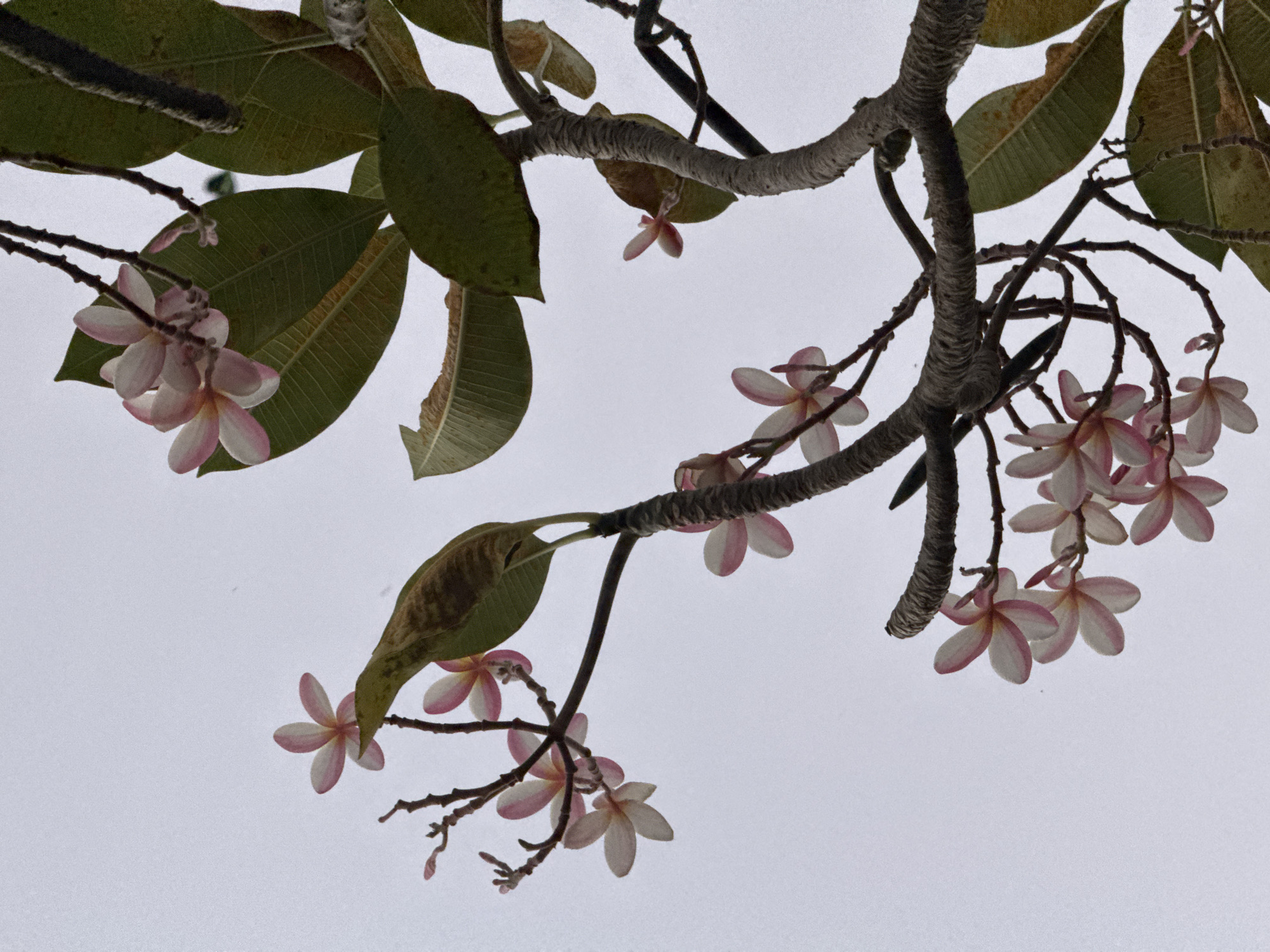 The image shows a close-up of plumeria flowers and branches against an overcast sky. The plumeria flowers are light pink and white, with five petals each. They are clustered on thin, brown branches. Some of the leaves are large and green, while others are dry and brown, suggesting the plant is either in bloom or experiencing some seasonal change. The branches are gnarled and textured. The background is a plain, pale gray sky. There are no people or animals visible in the image. The scene is outdoors, likely in a garden or natural setting. The location in Denpasar, Indonesia, suggests a tropical environment where plumeria trees are common.