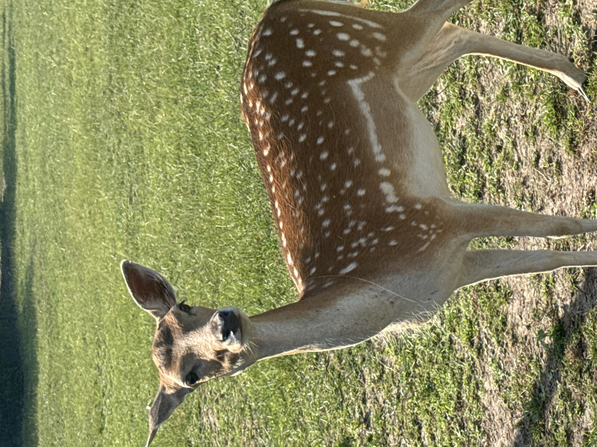 A dappled deer stands in a grassy field. The deer is brown with white spots and is facing the camera. The field is green with some dirt patches. The sun is shining, casting shadows on the ground. The location is Seltso, Russia.