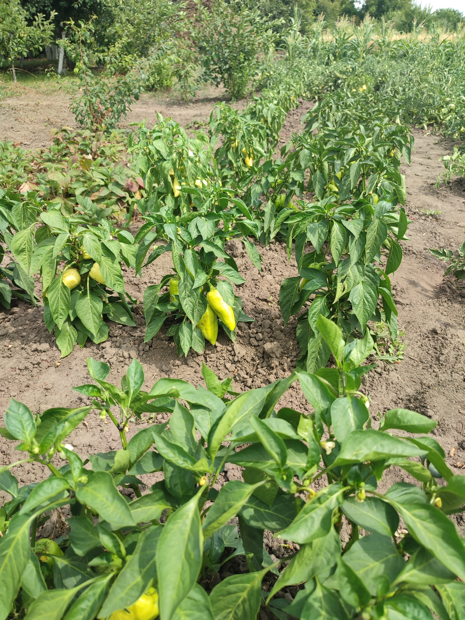 The image shows rows of green bell pepper plants growing in a garden. The plants are leafy and some have green and yellow peppers. The ground is brown soil. In the background, there are trees and other greenery, possibly indicating a rural or suburban setting. The image is taken from a slightly elevated angle, looking down at the plants. There are no people or animals visible in the image. The scene appears to be outdoors in daylight.