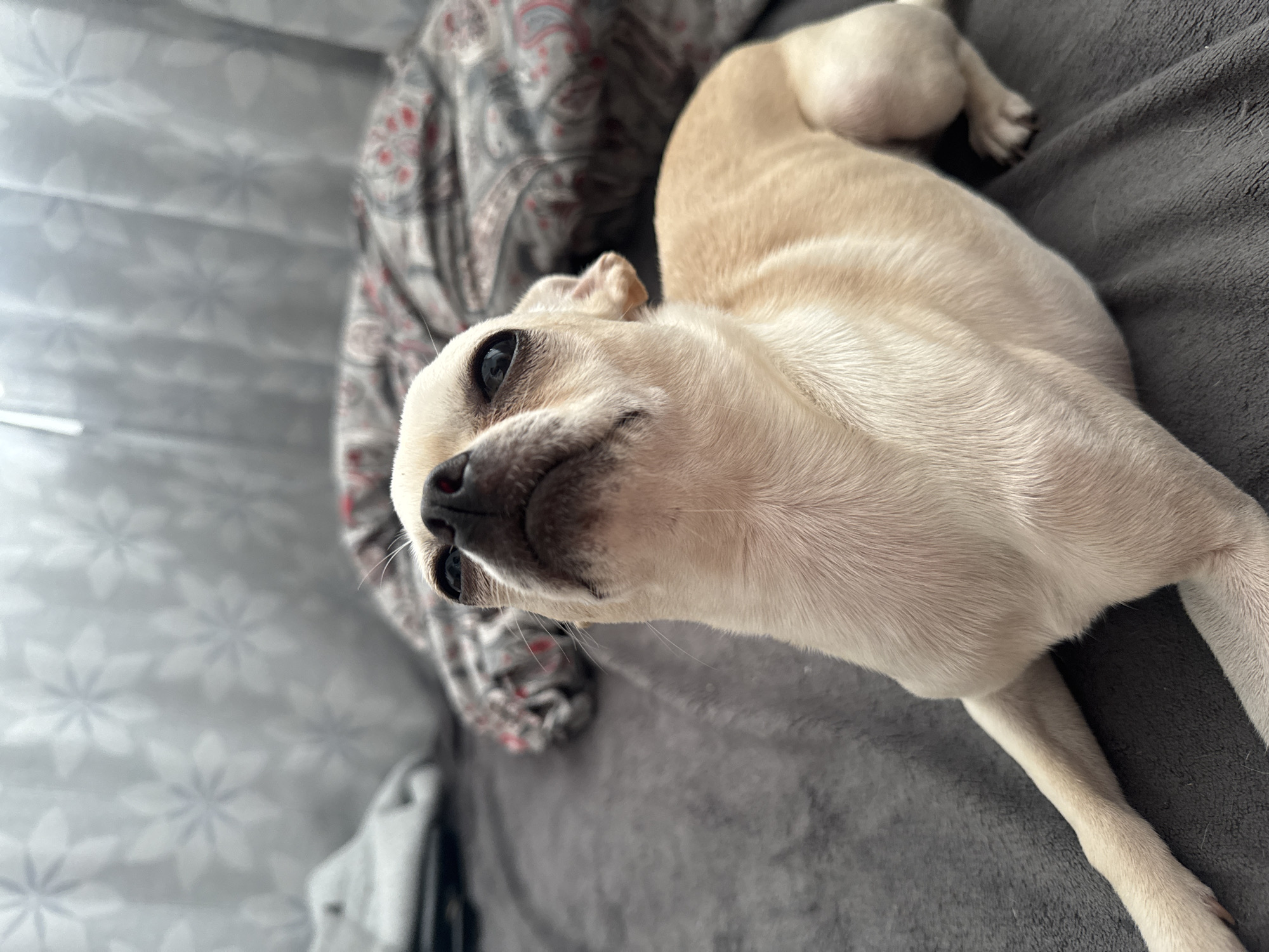 A tan, short-haired chihuahua lies on a gray textured surface, likely a bed or blanket. The dog is positioned mostly toward the right side of the frame, with its body extending diagonally from the top right towards the lower right. The dog is lying on its stomach, with one front leg extended straight out and the other bent at the elbow. Its back legs are tucked closer to its body. The dog’s head is tilted upward and towards the camera. Its eyes are dark and alert, and its nose is prominently centered. To the left of the dog is a patterned gray and white fabric, possibly a blanket or throw, with a paisley or floral design. The background is blurred, suggesting a shallow depth of field. The lighting appears soft and natural. There is no indication of the location being Sofia, Bulgaria.