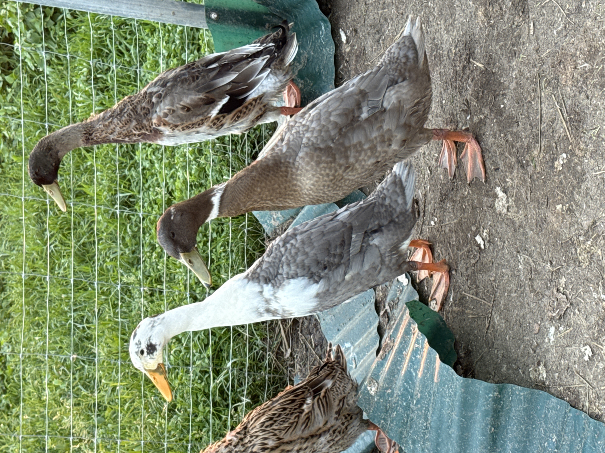 The image shows four Indian Runner ducks in an outdoor enclosure. The ducks are of varying colors, including white, gray, and brown. Two ducks are in the foreground, one white and gray, and the other brown. Behind them, two more ducks are visible, one brown and white, and another mostly brown. The enclosure has a wire fence in the background, with green grass visible beyond it. In the foreground, there are pieces of green corrugated metal on the ground. The ground is dirt and dry grass. The scene is a farm or a yard in Galinė, Lithuania.