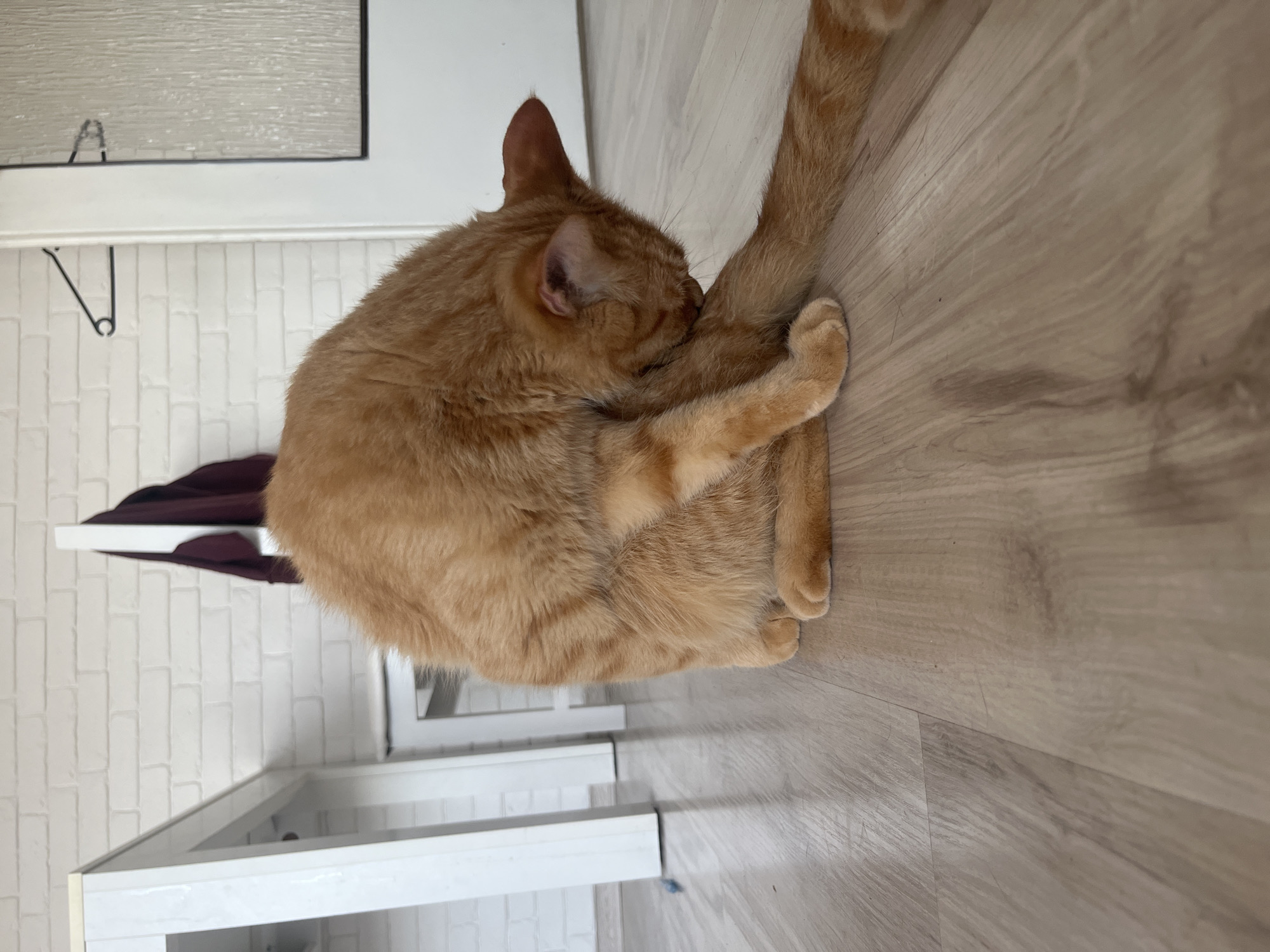 An orange tabby cat is grooming itself on a light wood-patterned floor. The cat is sitting with its hind legs tucked underneath and its head bent down, licking its paw and hind leg. The background consists of a white brick wall, a white table, and a partially visible door with textured glass. The scene appears to be indoors, possibly in a home in Zabrze, Poland.