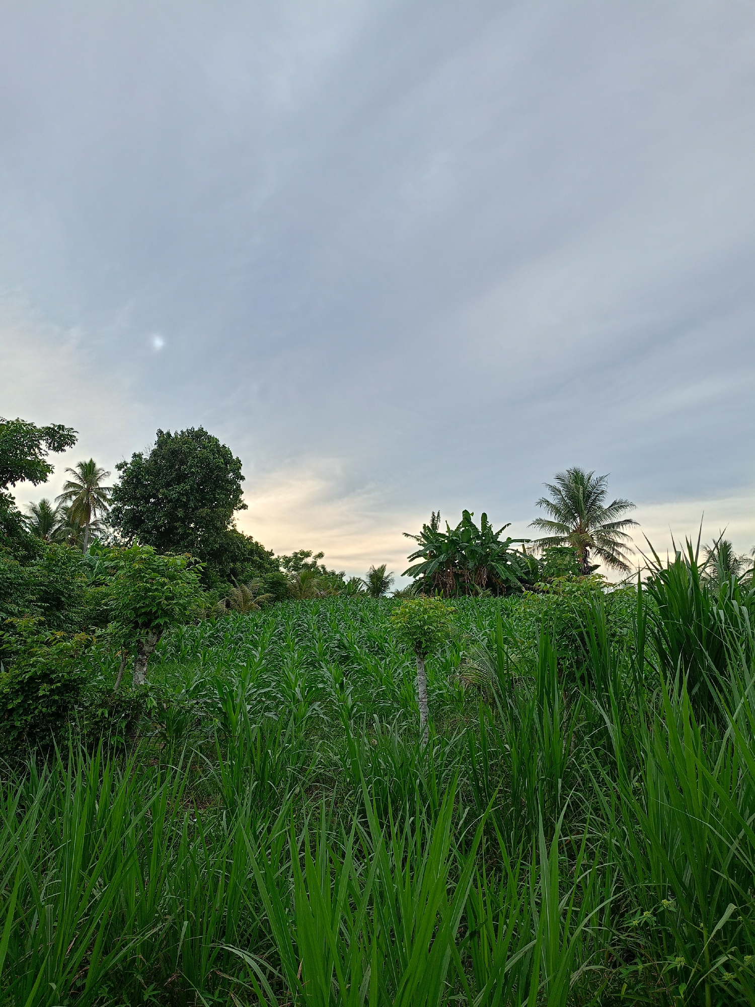 The image depicts a rural landscape, likely in the vicinity of the city of Cotjrat, Indonesia. A field of tall, green plants, possibly a variety of grass or fodder, dominates the foreground. In the midground, rows of cultivated plants, perhaps corn or sugarcane, stretch toward the horizon. Dense vegetation, including trees (some of which appear to be palms), surrounds the field. The sky is overcast with a diffuse light suggesting either early morning or late afternoon. There are no people visible in the image.