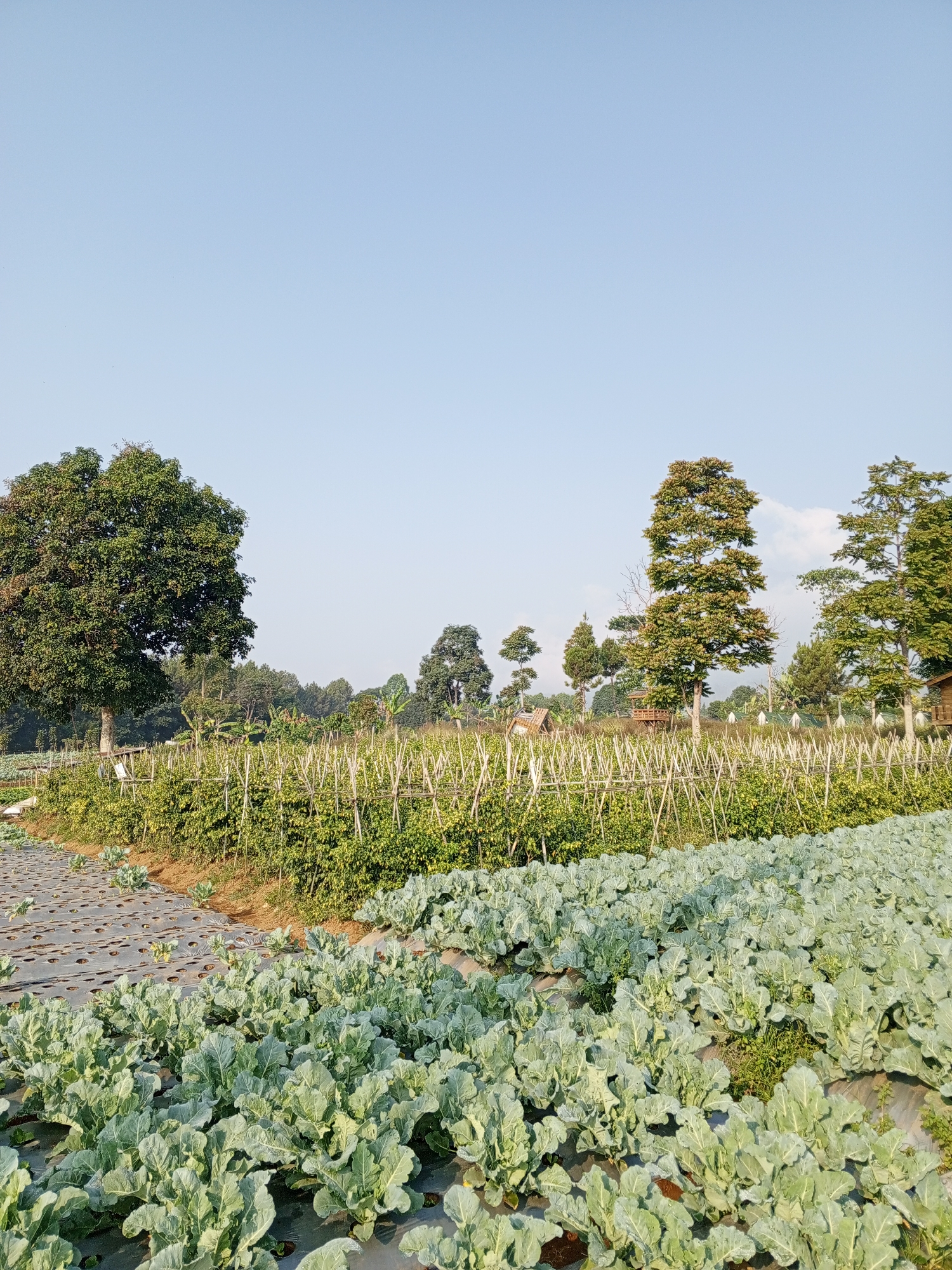 The image depicts a lush agricultural landscape under a clear, pale blue sky. In the foreground, a field of what appears to be cauliflower or a similar brassica crop stretches across the frame, with large, pale green leaves covering the plants, which are growing in neat rows over dark plastic sheeting. Behind this field, a second, higher field is visible, covered in a dense, vibrant green crop, possibly tomatoes or peppers, supported by a network of bamboo stakes and netting. This upper field extends up a gentle slope. In the background, several large trees with full, green canopies are scattered across the landscape, interspersed with smaller trees and foliage. The overall scene suggests a rural or semi-rural setting, characteristic of agricultural areas. This scene does not depict the city of Bellanneoya, Sri Lanka.