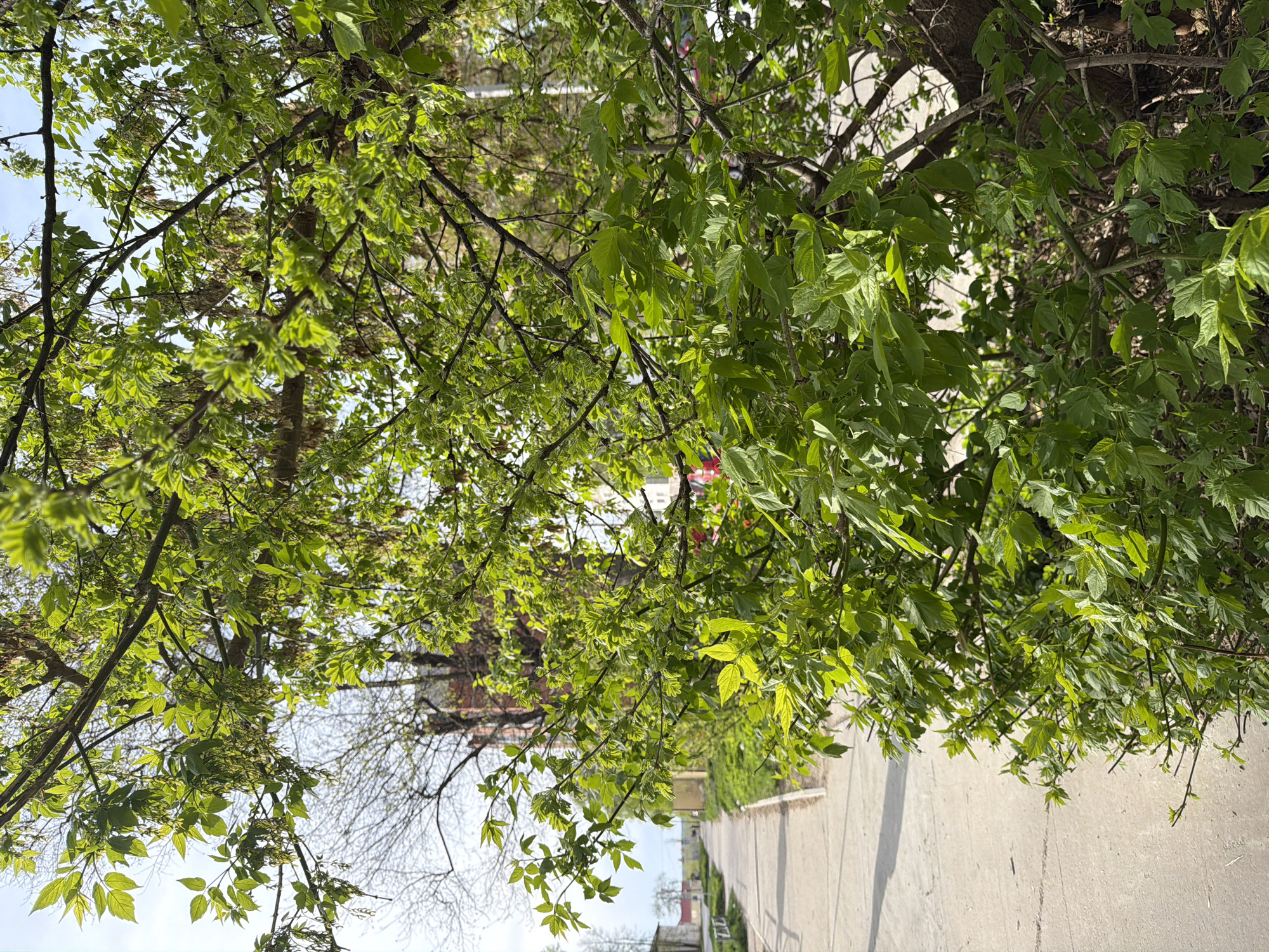 The image shows a view from underneath trees with green leaves. The location appears to be Chaikovsky, Russia. In the background are buildings, a sidewalk, and a street. The sky is visible through gaps in the foliage. The tree branches and leaves are predominant in the foreground. The scene suggests a sunny day.