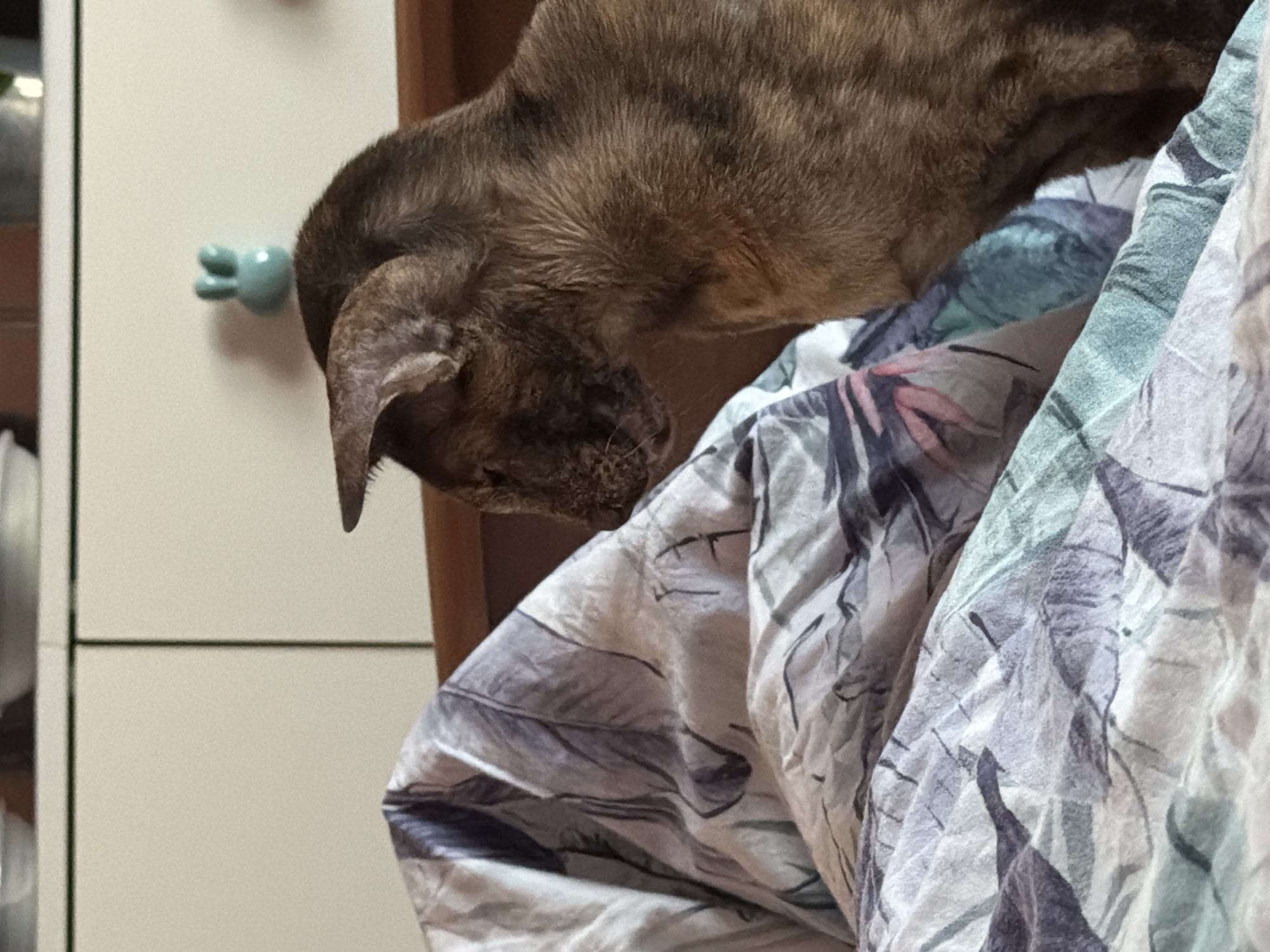 An indoor, close-up shot captures a domestic cat, likely a tortoiseshell or tabby, peering downwards with intense focus. The cat, mostly seen from its back and right side, has mottled brown, black, and lighter fur. Its head is bent, and its gaze is directed towards something out of frame or just below its nose, possibly on the patterned bedding it is perched near.
The cat is positioned next to a crumpled bed sheet or duvet cover featuring a decorative pattern of leaves or feathers in shades of blue, green, white, and purple. In the background to the left, a light-colored cabinet or piece of furniture is visible. A small, light blue/teal bunny-shaped hook or knob is affixed to this cabinet. A darker wooden surface, possibly part of a headboard or furniture, is partially visible behind the cat.
The scene appears to be an ordinary moment within a home, possibly a bedroom, indicated by the bedding and cabinet. The lighting suggests an indoor setting, without strong indicators of the time of day or weather. There is no visible text in the image. The cat's posture conveys a sense of curiosity or concentration, typical of feline behavior. The location context provided is Chaikovsky, Russia.
