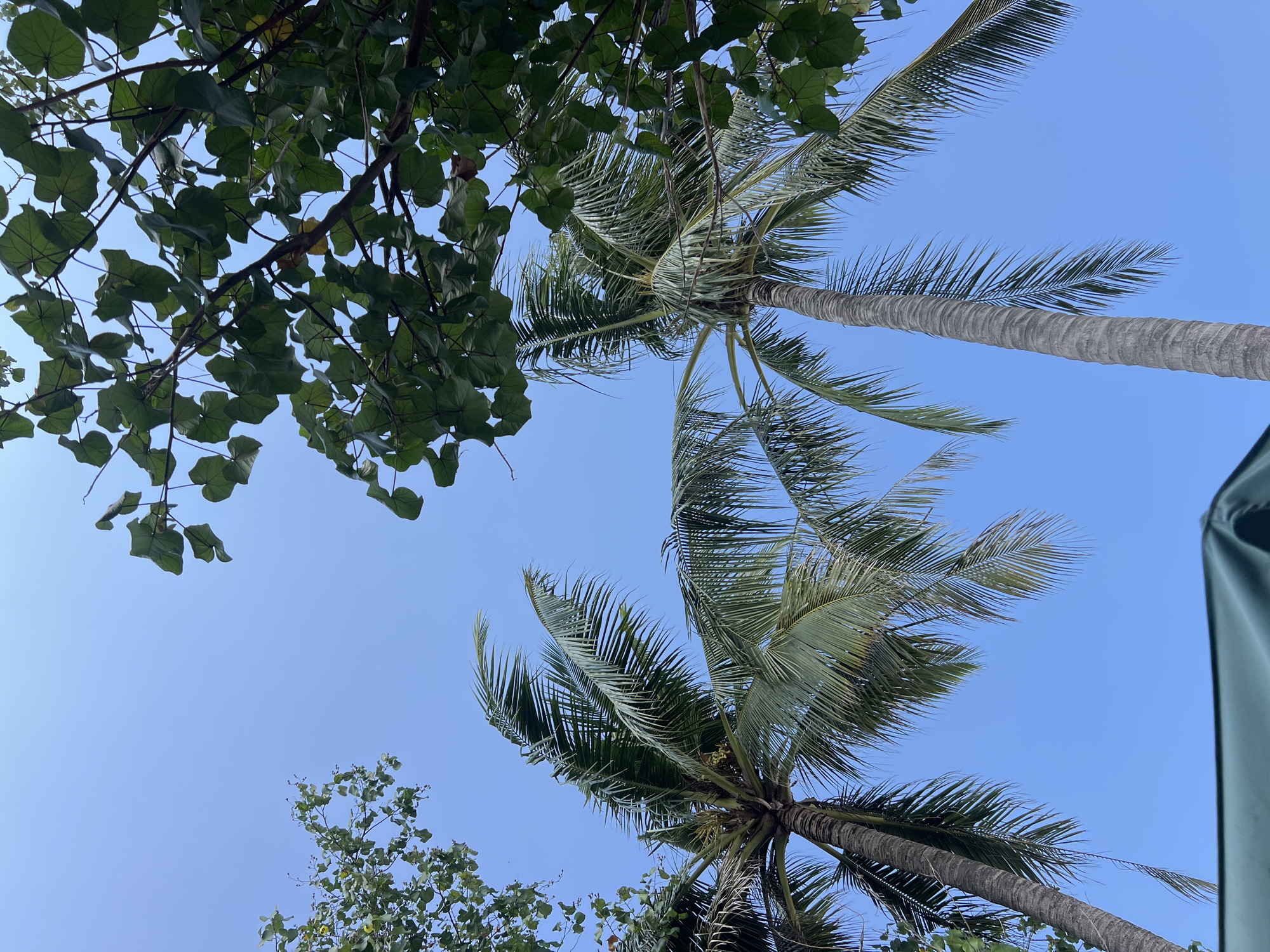 A low-angle shot captures a clear, bright blue sky above Kuta, Indonesia, with lush green foliage framing the scene. Two mature palm trees, their textured trunks reaching upwards, dominate the foreground, their fronds swaying gently. Their leaves are a vibrant green, and one of the trees has small, pale green fruits clustered near its top. To the right, a dense canopy of broad, dark green leaves from another tree juts into the frame, providing a stark contrast to the open sky and slender palm fronds. In the lower left corner, a sliver of a dark green object, possibly part of an umbrella or canopy, is visible, suggesting a shaded area. The overall impression is one of tropical serenity, with the clear sky and abundant greenery indicative of a warm, sunny day in Kuta.