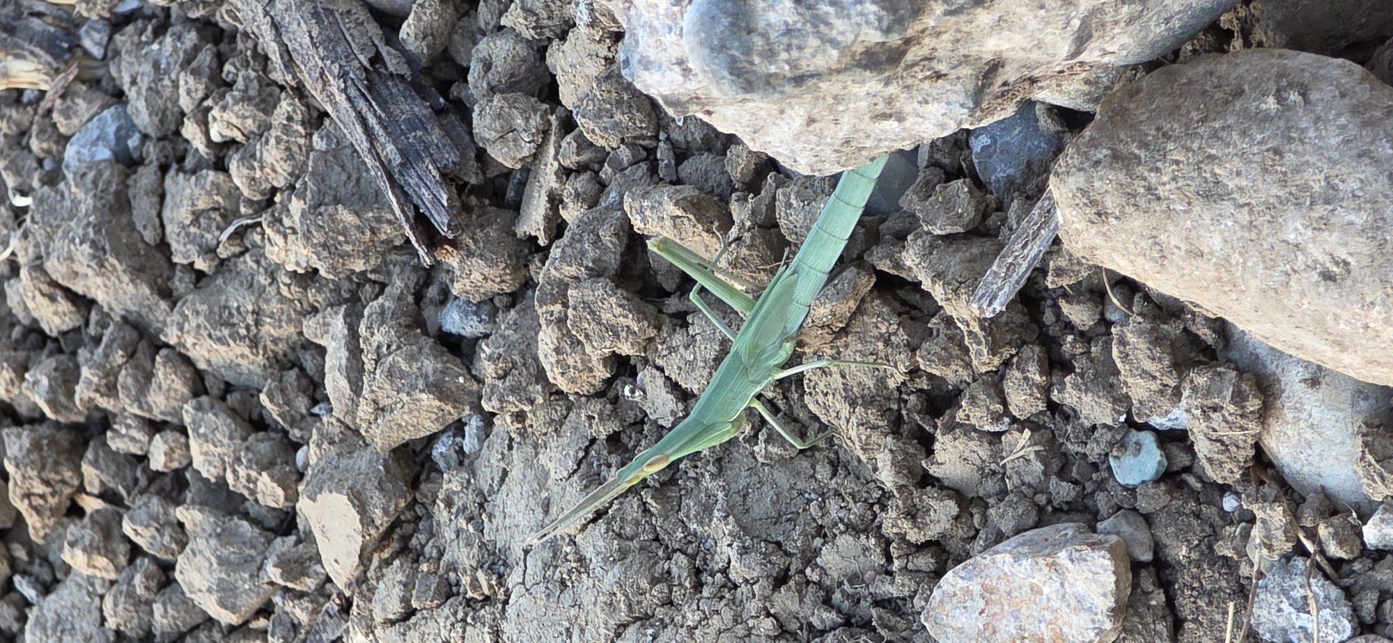 A green grasshopper is positioned on dry, cracked earth amidst scattered rocks and debris. The grasshopper, oriented diagonally from the lower left to the upper right of the frame, displays a slender body and long antennae. Its coloration provides a stark contrast to the muted tones of its surroundings. The environment appears arid and uncultivated, suggestive of a rural or undeveloped area within the city of Meore Kesalo, Georgia.
