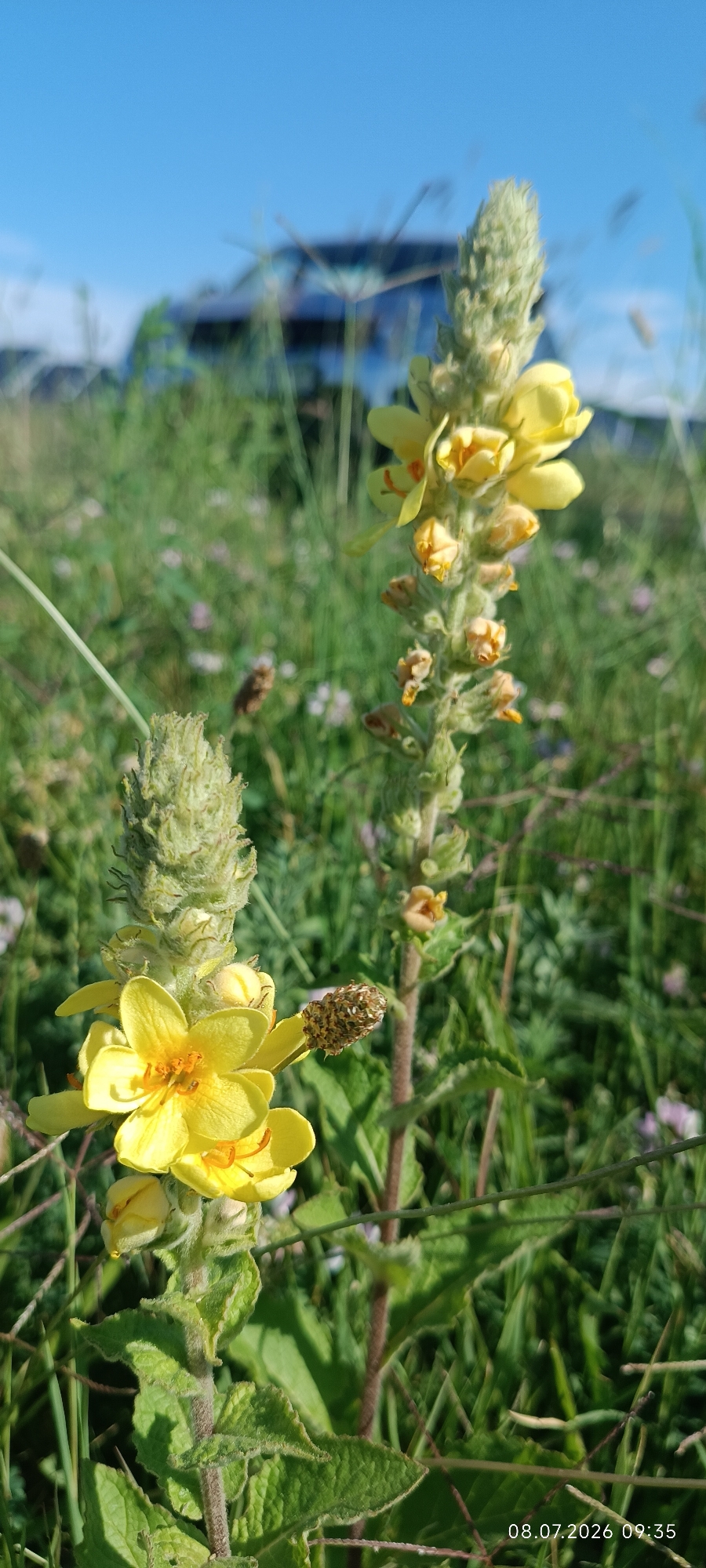 In Reni, Ukraine, a close-up shot focuses on two tall, fuzzy green stalks with bright yellow flowers blooming near their tops. The stalk on the left is more in focus, showcasing several opened yellow flowers with orange centers and stamens, as well as tightly furled buds further up. A small, dried brown seed pod or dead flower is also visible on this stalk. The second stalk, to the right and slightly out of focus, also displays yellow flowers and buds, with a similar dried seed pod.
The plants are situated in a grassy field with scattered small purple flowers and other green foliage. In the blurred background, a dark-colored vehicle, possibly an SUV or van, is visible, suggesting the location might be near a road or a parking area. The sky above is a clear, bright blue. The image includes a timestamp in the lower right corner: "08.07.2026 09:35".