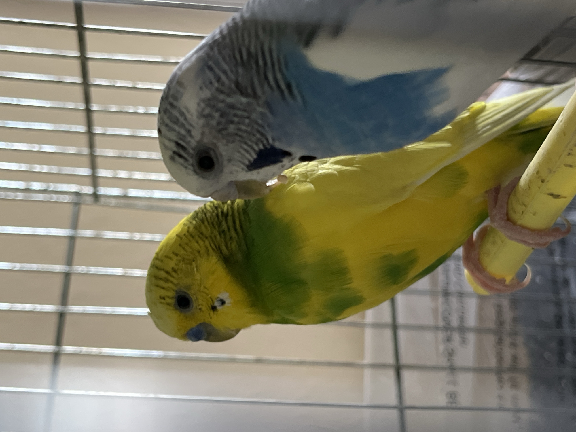 Two budgerigars are in a cage. One is blue and white and is perched above the other. The second budgerigar is yellow and green and is perched on a yellow perch. The cage is made of metal bars. The location is unknown but presumed to be Shumen, Bulgaria.