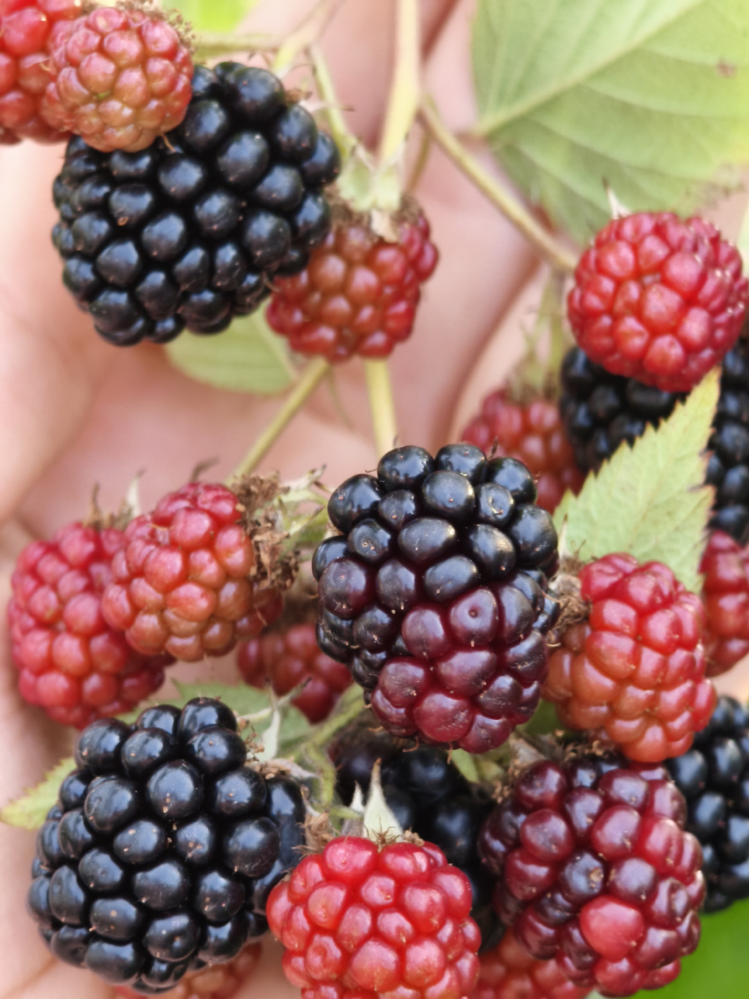 A close-up, vertical shot shows a person's hand holding a cluster of ripe blackberries and raspberries. The berries are plump and glossy, with some showing a deep purple-black hue of blackberries, while others are a vibrant red of raspberries. A few unripe berries, appearing pinkish-red, are also visible. The focus is sharp on the berries, with the hand and blurred green leaves providing a soft background. There are no distinguishing features that would indicate a specific location within Chaikovsky, Russia.