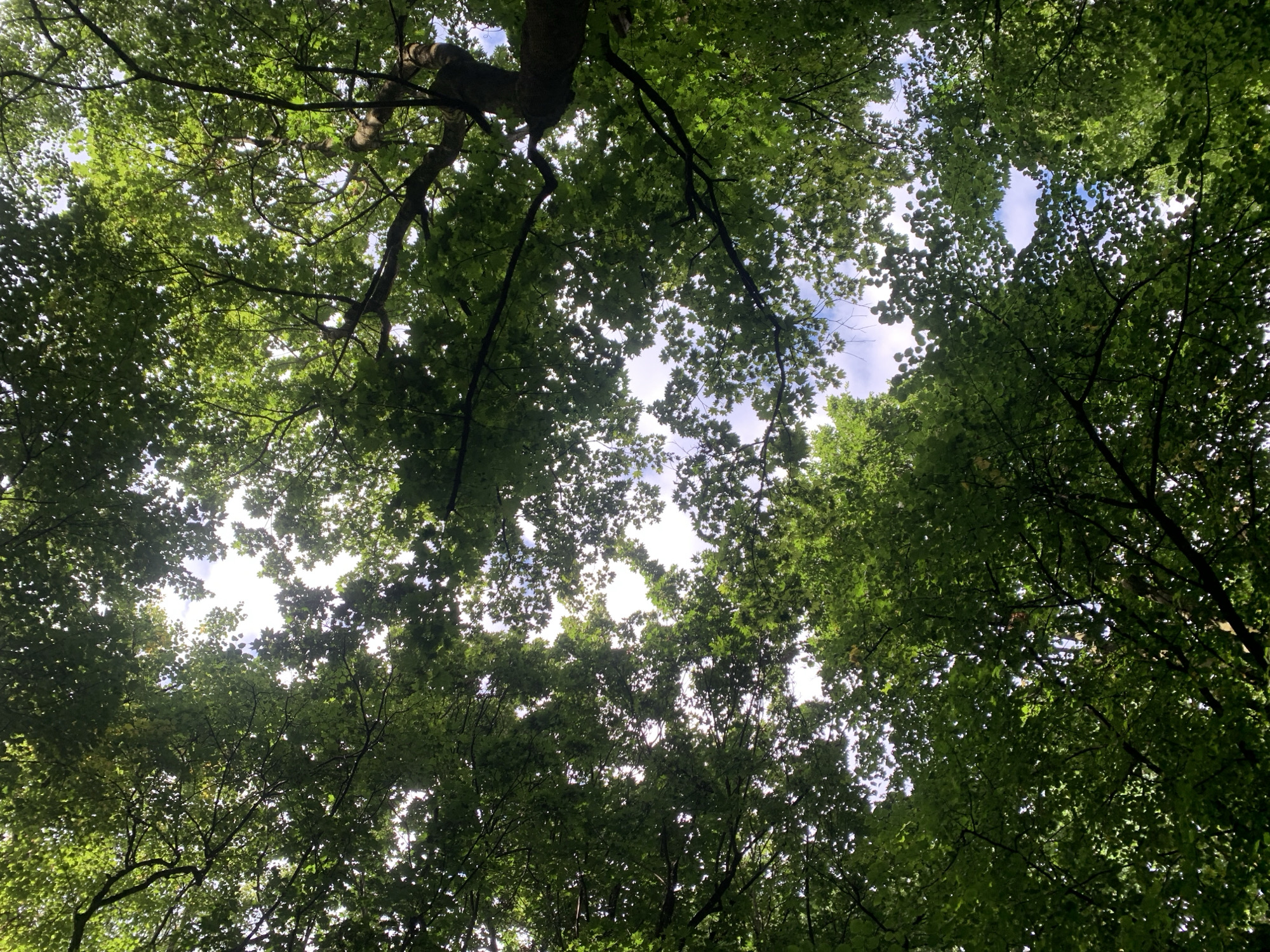 This is a low-angle, full-frame shot looking up through the canopy of a deciduous forest. The image is dominated by vibrant green leaves and dark branches, with patches of bright sky visible through the gaps. The perspective creates a sense of being surrounded by nature. The scene is characteristic of a park or forest area within the city of Lviv, Ukraine, likely during the summer months. There are no people or animals visible in the image. The environment is purely natural, consisting of trees and sky.
