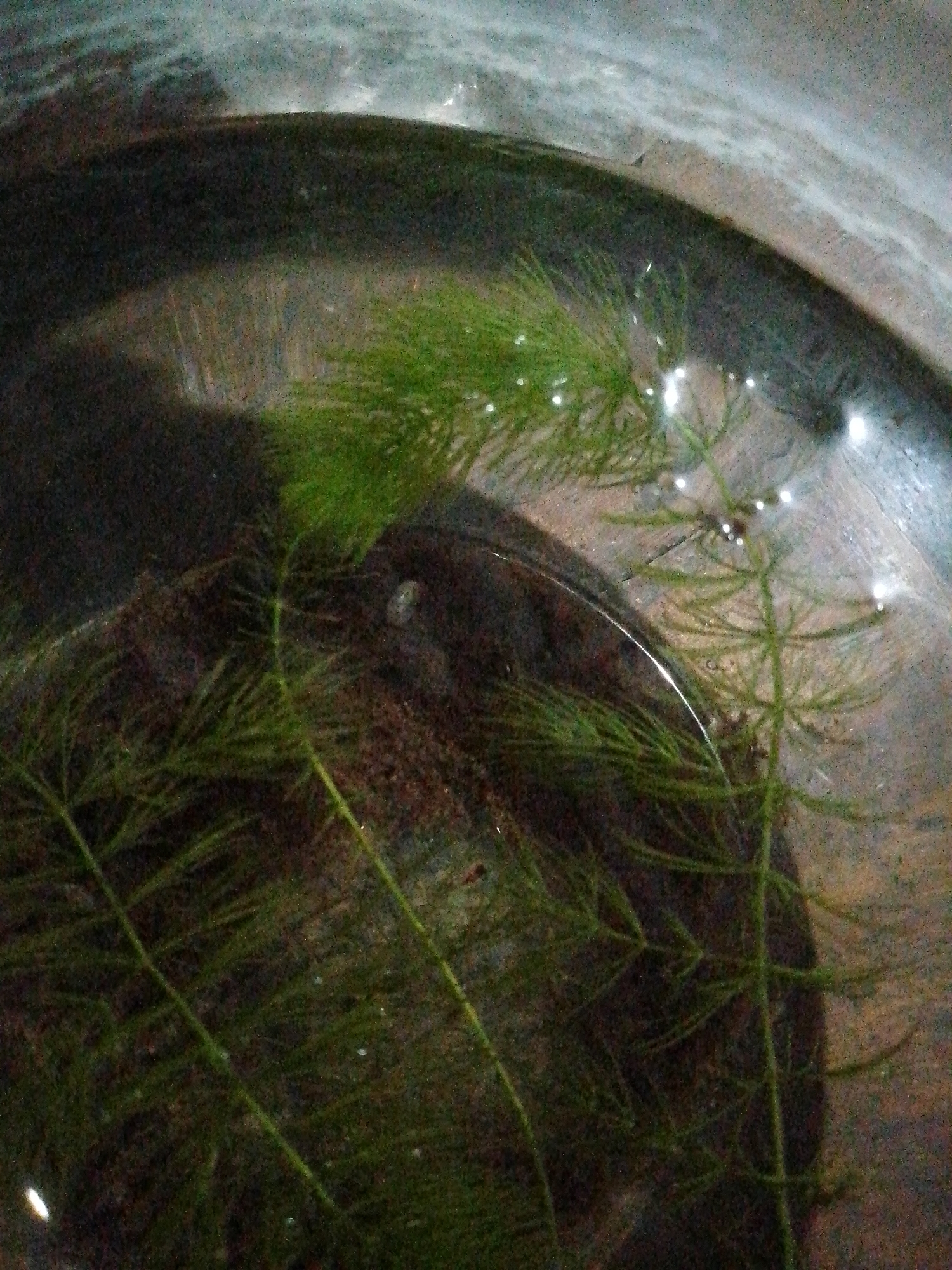 A top-down view of an indoor container filled with water and aquatic plants resembling hornwort. The container appears to be a dark-colored bowl or dish. The water is clear, allowing a view of the bottom, which is textured and darker in color. The hornwort plants are green and branch out in various directions. The location and city of Juan Griego, Venezuela cannot be confirmed from the image content.
