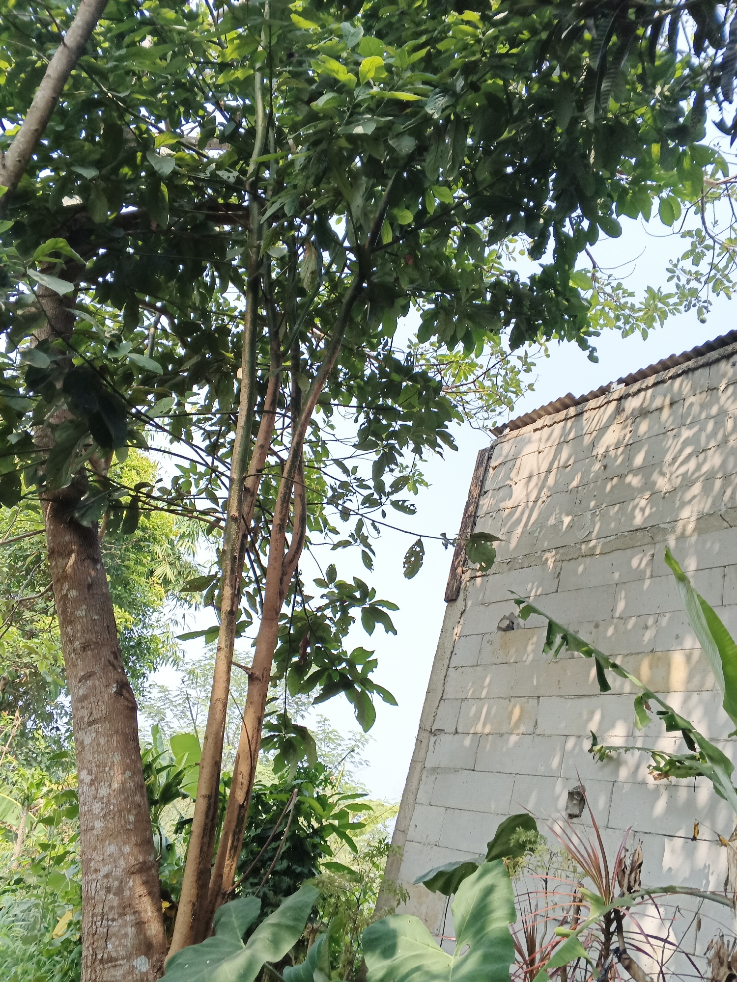 The image depicts an outdoor scene in Warungkiara, Indonesia, featuring lush vegetation and a portion of a building. In the foreground, the trunks of several trees dominate the left and central parts of the frame. The tree on the far left has a rough, brown bark, while the three thinner trees to its right have smoother, lighter-colored bark. A dense canopy of green leaves from these trees covers the upper portion of the image, with sunlight filtering through.
To the right of the trees, a wall constructed from light-colored concrete blocks is visible. The wall appears to be part of a building, and its surface is textured with the outlines of the blocks. A corrugated metal roofline is visible along the top edge of the wall. Various plants, including large, broad green leaves and some with red accents, grow in the foreground and around the base of the building. The background shows more greenery and a clear, light-blue sky. There are no people or animals visible in the image. The scene appears to be a residential or garden area in a tropical or subtropical climate.