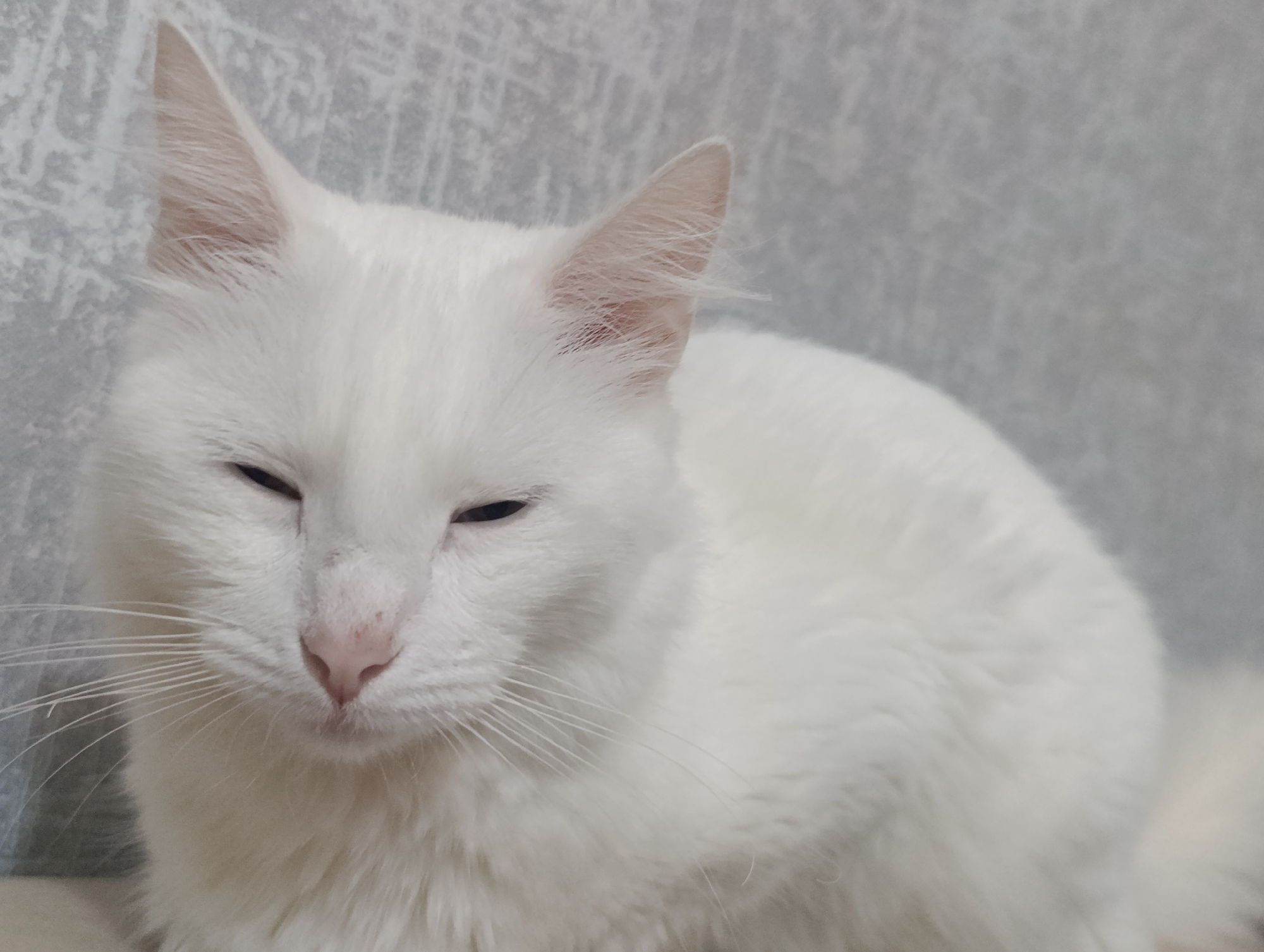 A close-up, eye-level shot captures a white cat with its eyes partially closed, resting against a textured gray background. The cat's fur is predominantly white, with hints of pink on its nose. Its whiskers are long and delicate. The background appears to be a wall with a rough, possibly concrete or plaster finish, exhibiting a mottled gray pattern. There is no visible indication of a specific location in Baku, Azerbaijan. The scene is static, with no discernible action or interaction.