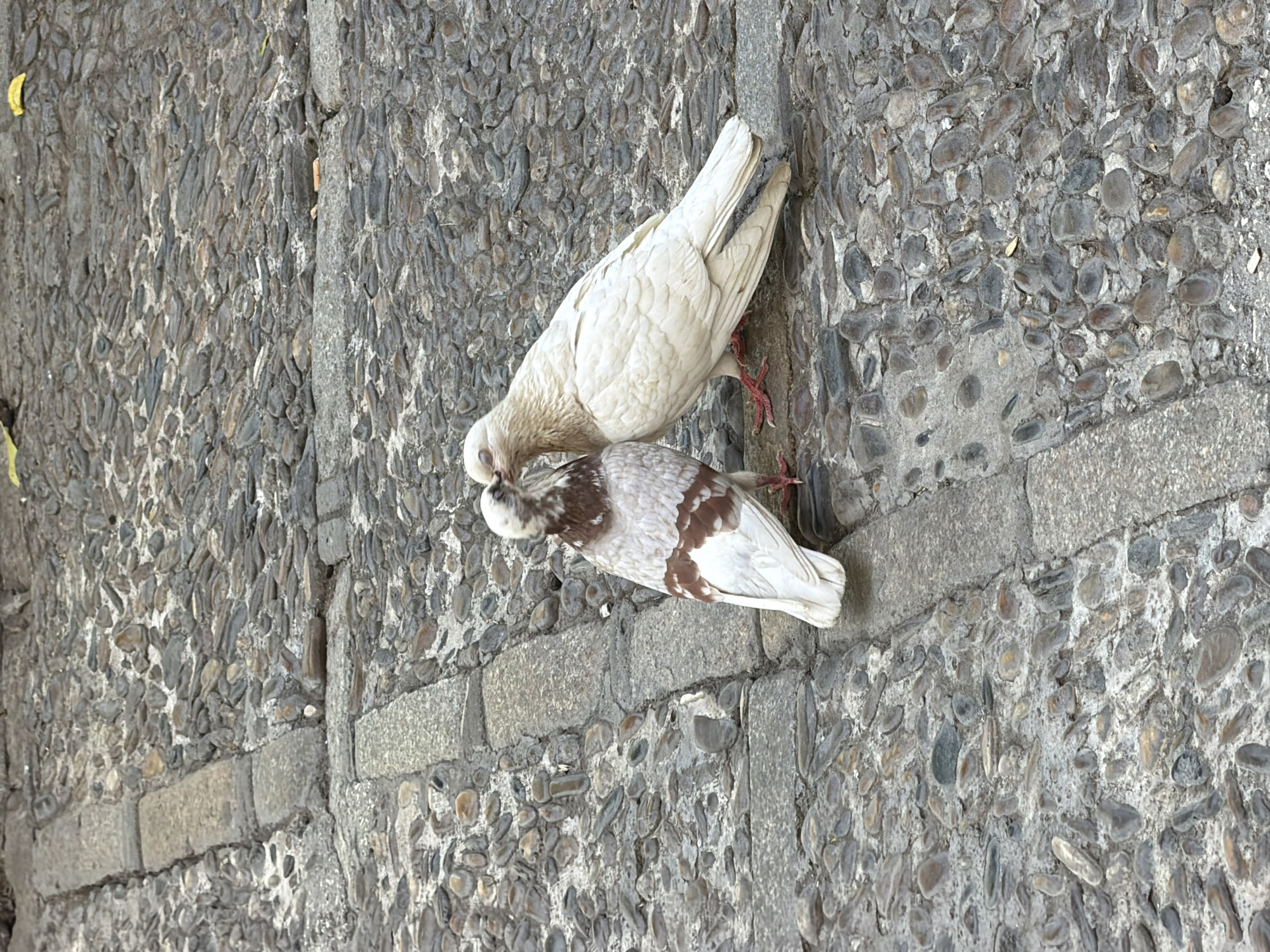 Two pigeons are shown on a cobblestone street in Seville, Spain. One pigeon is white with reddish-brown markings on its back and wings, while the other is primarily white. They are facing each other, with their beaks touching as if in a kiss or sharing food. The street is paved with a mosaic of grey and brown stones of varying sizes, bordered by larger rectangular stones. A few fallen yellow leaves are visible on the ground.