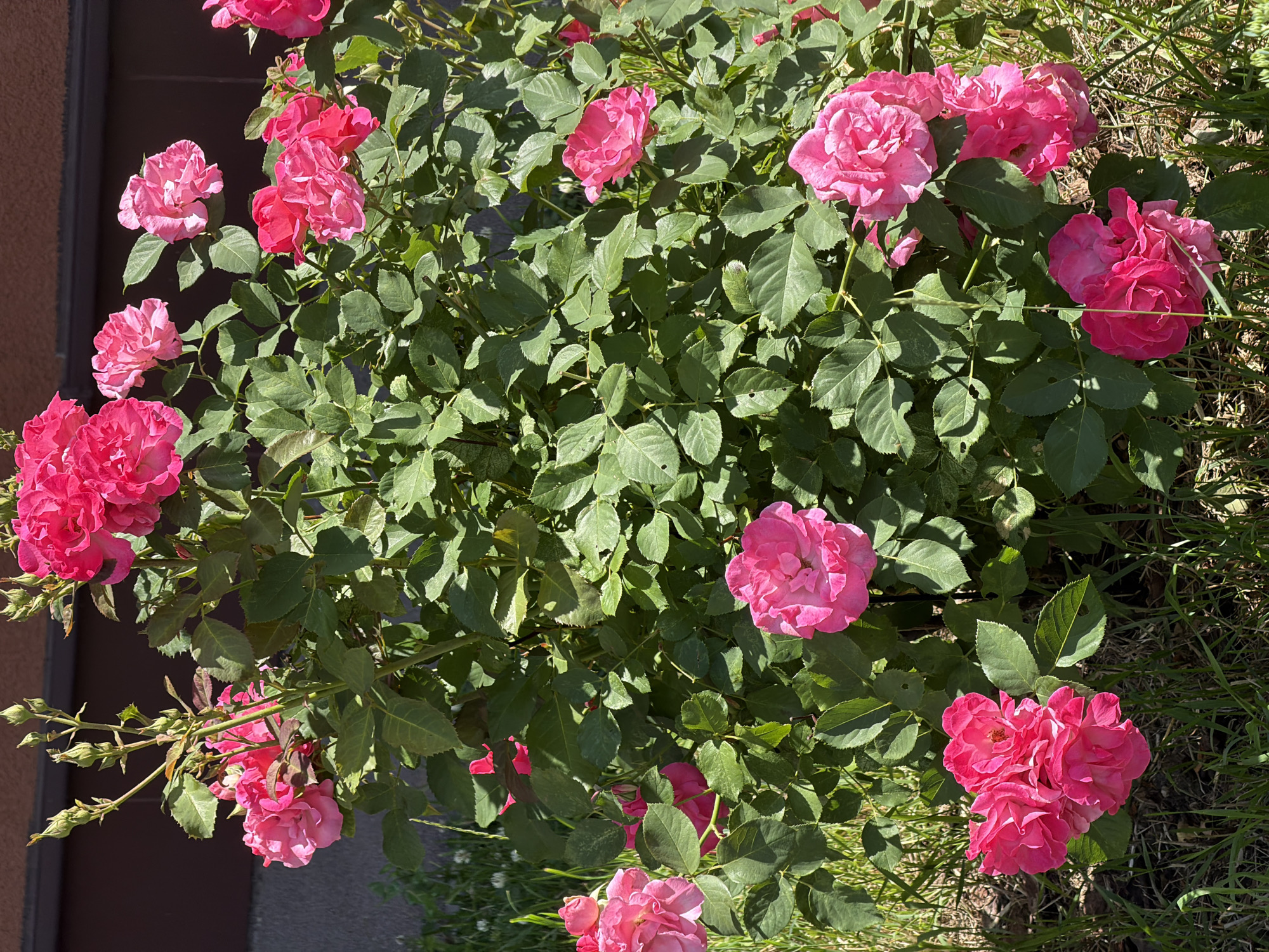 This is a high-angle, medium shot of a rose bush in bloom, with a dark brown wall to the left and grass and dry soil to the right. The rose bush is laden with many bright pink and fuchsia roses in various stages of bloom, from tight buds to fully opened flowers. The leaves are a deep green and appear healthy. The lighting suggests it is a sunny day, casting distinct shadows on the leaves and flowers, indicating a midday time. The scene is natural and appears to be an outdoor garden setting. There is no visible text in the image.