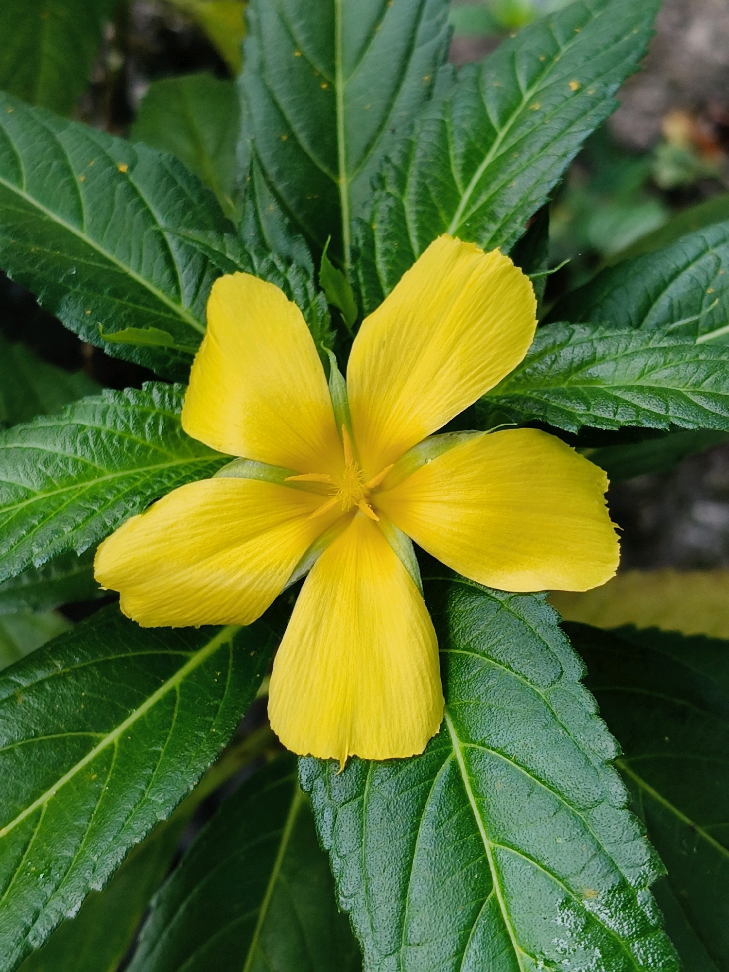 This is a close-up, vertical, eye-level shot of a single, bright yellow flower, likely a Turnera subulata, with five petals. The petals are broadly ovate and slightly ruffled at the edges, with fine, parallel veins. The center of the flower reveals a cluster of thin, yellow stamen. The flower is surrounded by lush, dark green leaves. The leaves are ovate with serrated edges and prominent veins. Some leaves appear slightly wet, with small water droplets visible. The background is softly blurred, suggesting a natural setting like a garden or dense foliage. There are no people or discernible man-made structures. The lighting is natural and even, highlighting the vibrant colors of the flower and leaves. The scene is likely located in Marthandankara, India, given the context, suggesting a tropical or subtropical environment suitable for this type of flora.