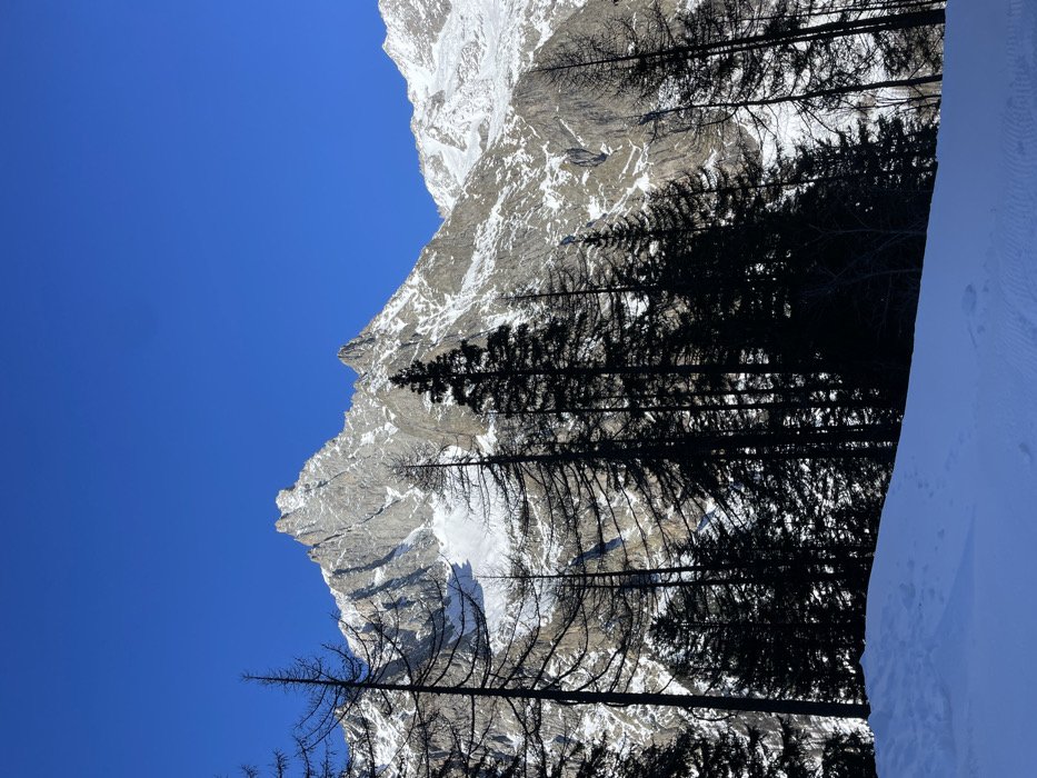 A breathtaking winter mountain landscape in Courmayeur, Italy, is captured under a vivid blue sky. The image, when viewed upright, showcases a clear, expansive deep blue sky across its upper portion, indicating a bright, sunny day.
Dominating the mid-ground are rugged, snow-dusted mountains that stretch across the width of the frame. Their steep, rocky faces are interspersed with patches of brilliant white snow, creating a stark contrast with the gray and brown tones of the exposed rock. Some peaks are entirely snow-capped, while lower slopes reveal the mountain's underlying geology.
A dense forest of tall, dark evergreen trees, likely firs or pines, occupies the foreground and mid-ground, extending from the lower left towards the upper right, partially silhouetted against the sunlit mountains and sky. These trees create strong, dark vertical and diagonal elements, adding depth to the scene. Several smaller, bare-branched trees are also visible near the base of the mountains.
In the bottom right corner, a pristine expanse of smooth, white snow covers the ground, with subtle textures suggesting gentle undulations or faint tracks. The overall impression is one of majestic natural beauty and winter serenity. The bright lighting suggests it is mid-day, and the weather is clear and crisp. No people or visible text are present in the image.