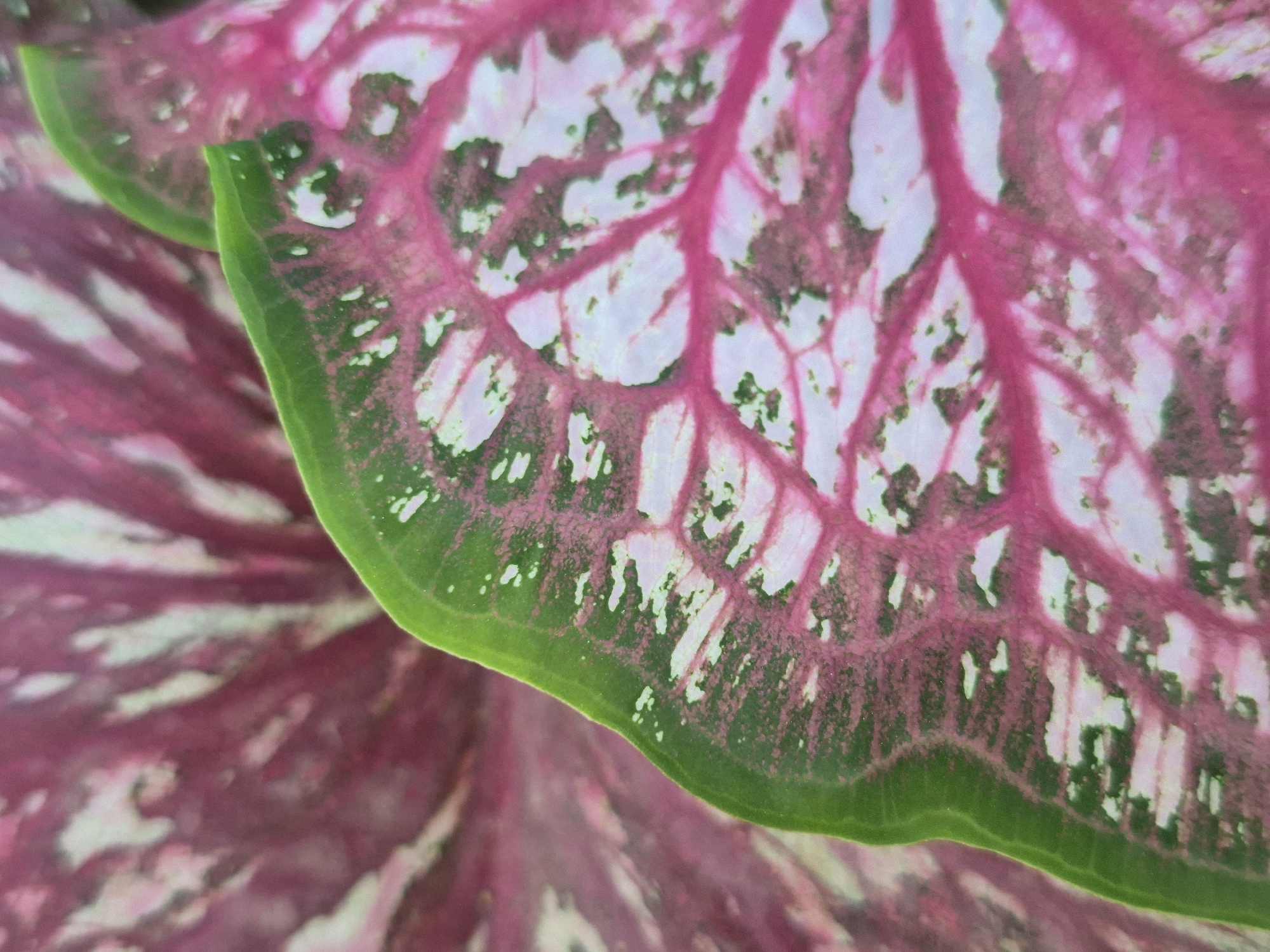 A close-up photograph focuses on a caladium leaf, exhibiting a blend of pink and white hues with distinctive green edges. The intricate pattern of veins is visible, adding texture to the leaf's surface. Another leaf, bearing similar color patterns, is partially visible in the background, slightly out of focus. The overall composition suggests a botanical setting, possibly in a garden or natural environment. There are no people or other objects in the frame. There is no indication of the location in Meunasahkrueng, Indonesia.