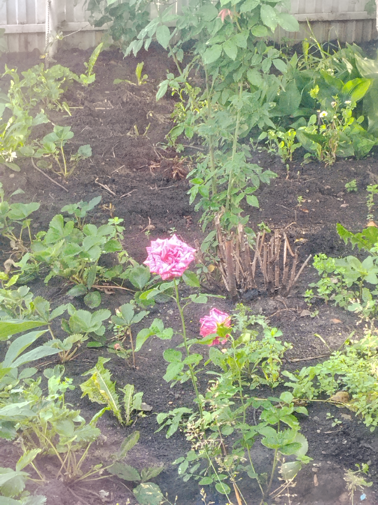 In Mikhailovka, Russia, a close-up, slightly blurred shot captures a patch of garden soil with various plants. Two pink roses, one in the foreground and another slightly behind it, are the prominent subjects. Surrounding the roses are strawberry plants with green leaves and some smaller weeds. In the background, a light-colored wooden fence runs horizontally across the frame. The overall scene is one of a somewhat untended garden with a focus on the blooming roses.
