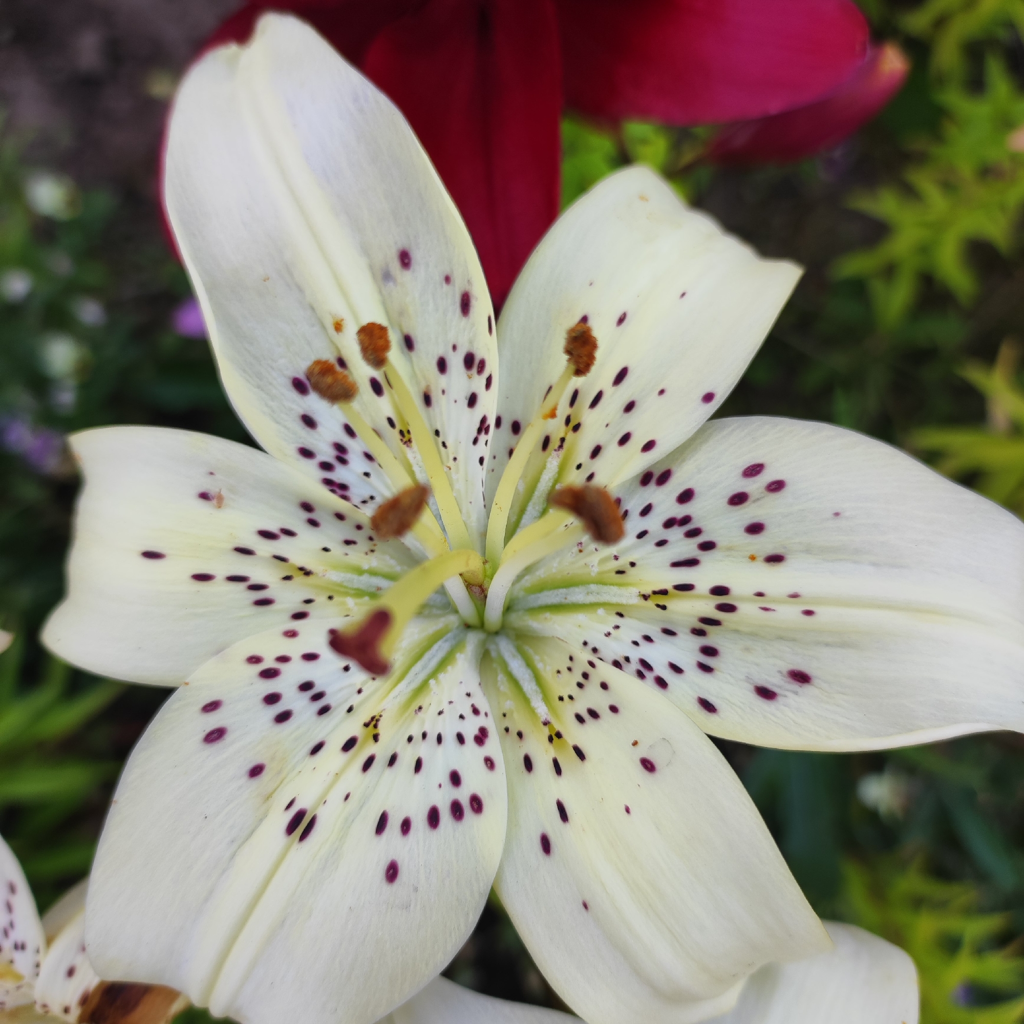 The image shows a close-up view of a white lily with dark purple spots. The lily has six prominent petals, with a yellow stamen and pistil in the center. The background is blurred, showing hints of green foliage and a dark red flower. There is no discernible context related to the city of Navoloki, Russia, nor are there any people or specific actions depicted. The image focuses solely on the floral subject.