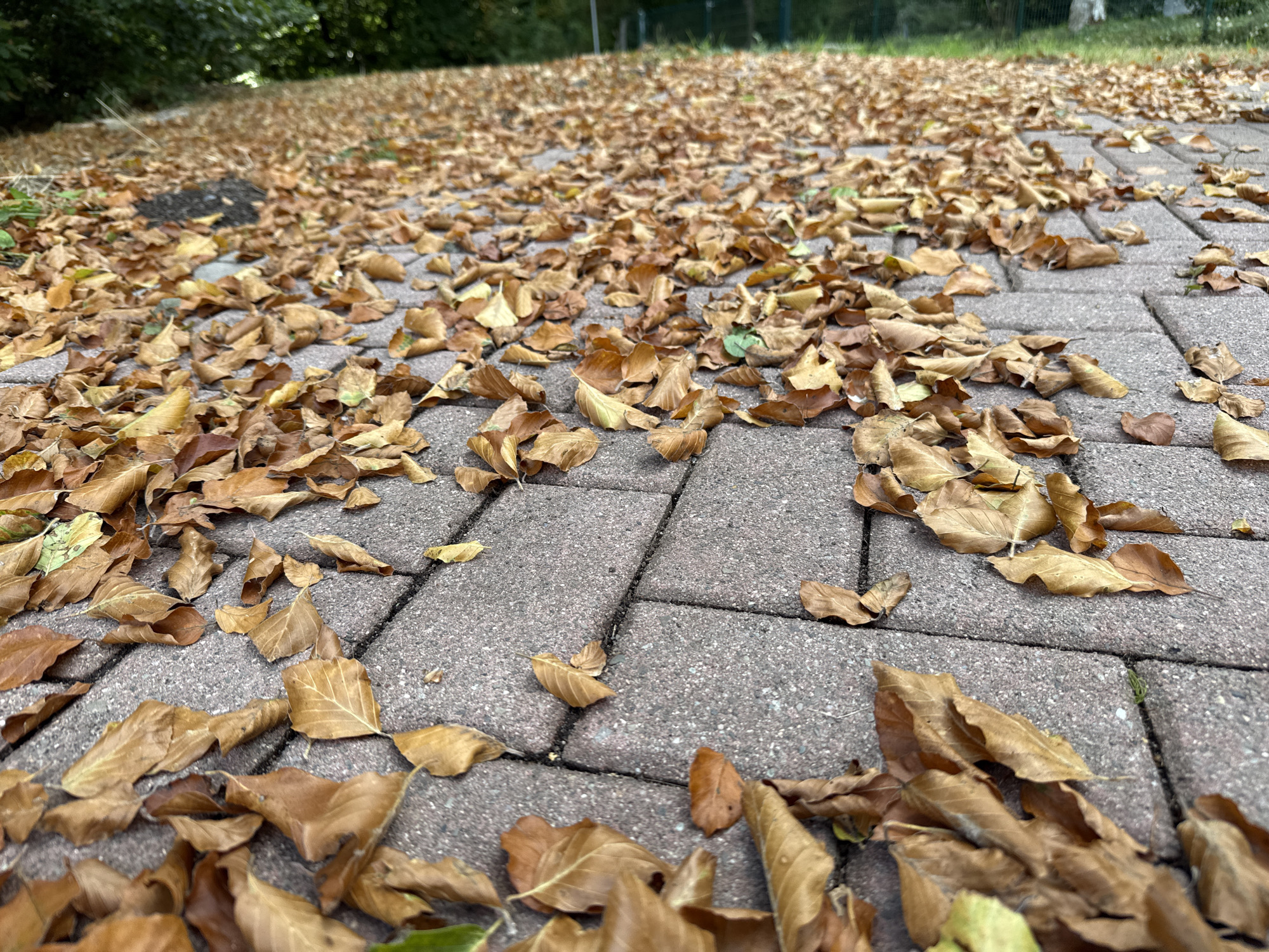 A low-angle shot captures a paved walkway covered in a thick layer of fallen, dry, brown leaves. The walkway is constructed of rectangular gray pavers. The leaves are scattered evenly across the path, with some areas showing denser concentrations. In the background, a blurred green area suggests trees and vegetation. The scene appears to be outdoors, likely in a park or residential area, given the presence of the paved walkway and surrounding greenery. The photograph was taken in Bad Sachsa, Germany. There are no people or animals visible in the image.