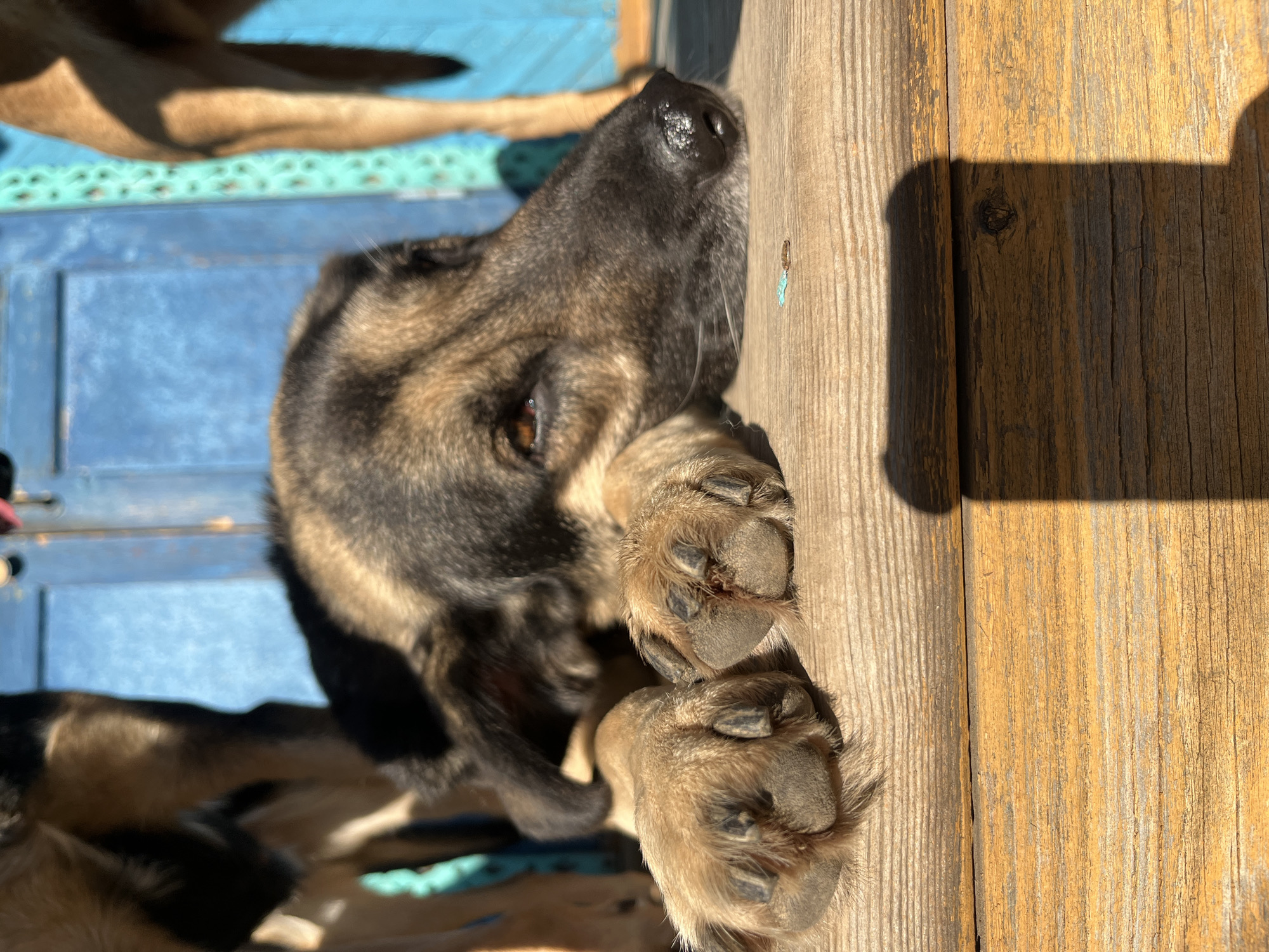 A close-up, low-angle outdoor shot focuses on the head and paws of a German Shepherd dog resting on a wooden surface. The dog's fur is a mix of brown and black, and its eyes are partially closed. Its front paws are positioned on the wood, with visible claws and fur. In the blurred background, a bright blue structure, possibly a door or wall, is visible, along with the legs of other dogs. The lighting suggests a sunny day, casting a shadow from the dog onto the wooden surface. The overall scene evokes a sense of relaxation and warmth. The image does not provide any specific details that would allow for its location to be identified as Nizhny Tagil, Russia.