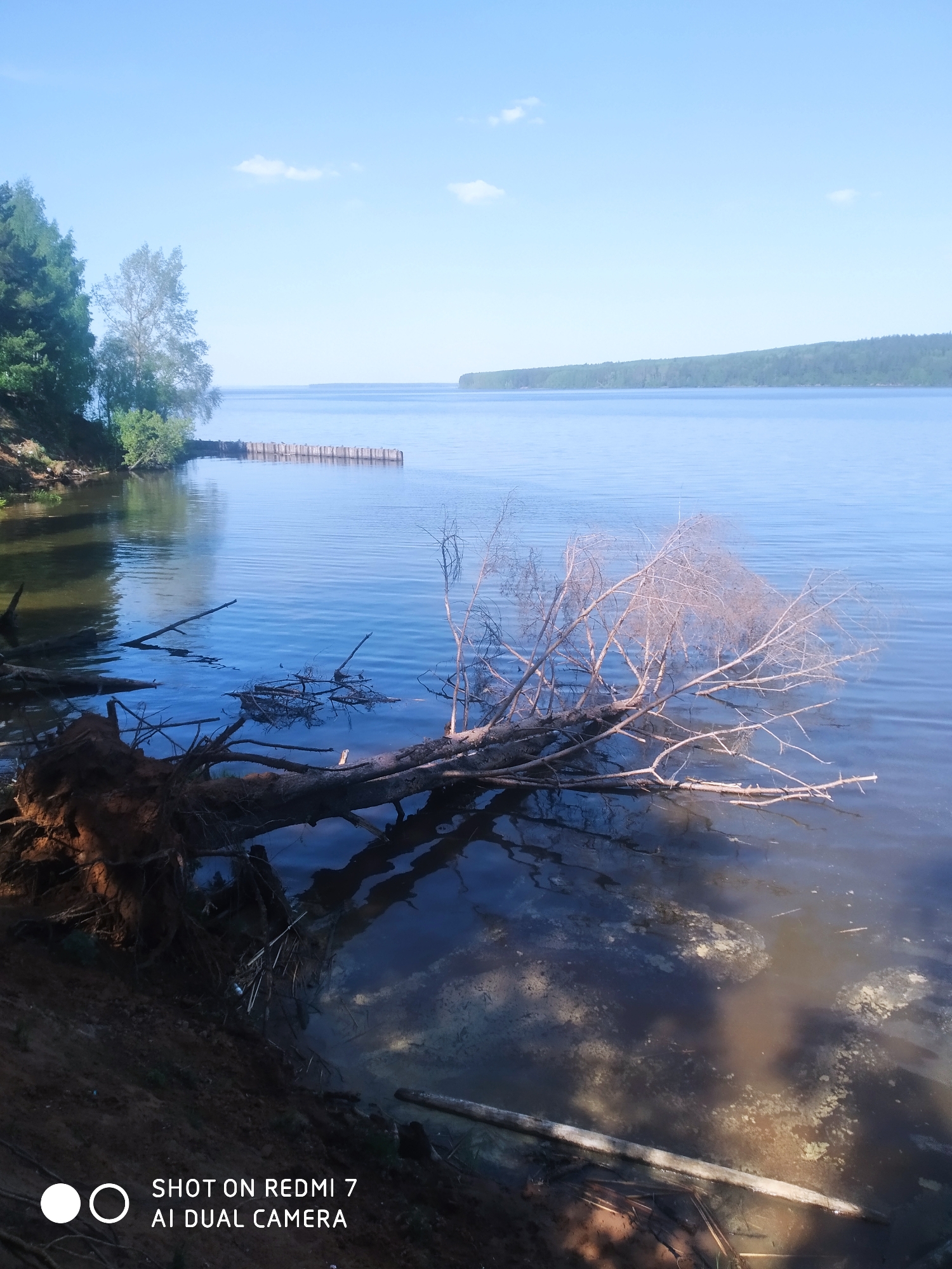 The image shows a lakeside scene in Chaikovsky, Russia, under a clear blue sky with a few scattered clouds. A fallen, leafless tree extends from the shoreline into the calm water. The tree's roots are visible on the eroded bank. A wooden structure, possibly a breakwater or a dock, is situated further out in the water. The opposite shore is visible in the distance, covered with trees. A camera watermark is present in the lower left corner.