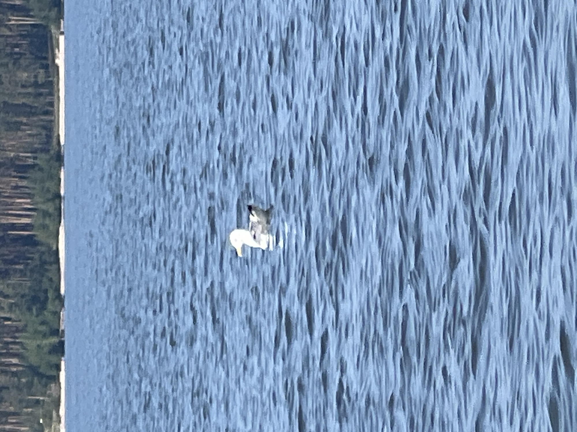 A lone seagull swims in the rippling blue water of a large lake. In the background, a sandy beach borders a dense forest of tall pine trees. The sky is not visible in the frame. This scene is located in the city of Borovoye, Russia.