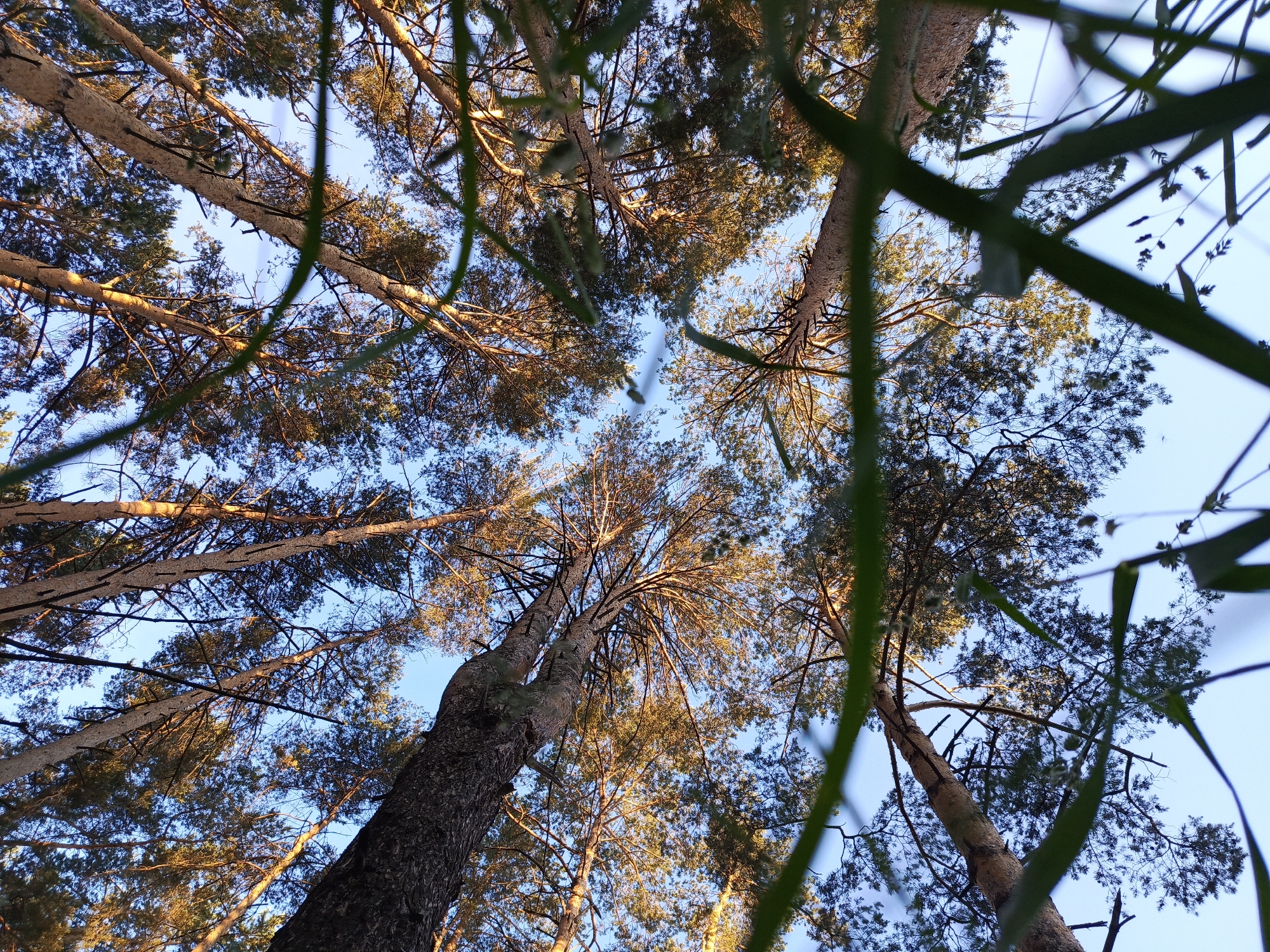 This image is a low-angle shot of tall pine trees against a clear blue sky. The trees are dense with pine needles, and sunlight filters through the branches, creating a warm, golden hue. The foreground is partially obscured by some blurred green foliage, likely grass or other low-lying plants. The perspective suggests the photo was taken from the ground, looking directly up. The location is the city of Chaikovsky, Russia. There are no people or animals visible in the image, and no discernible actions or interactions are taking place. The environment is a natural, outdoor setting with a focus on the forest canopy.