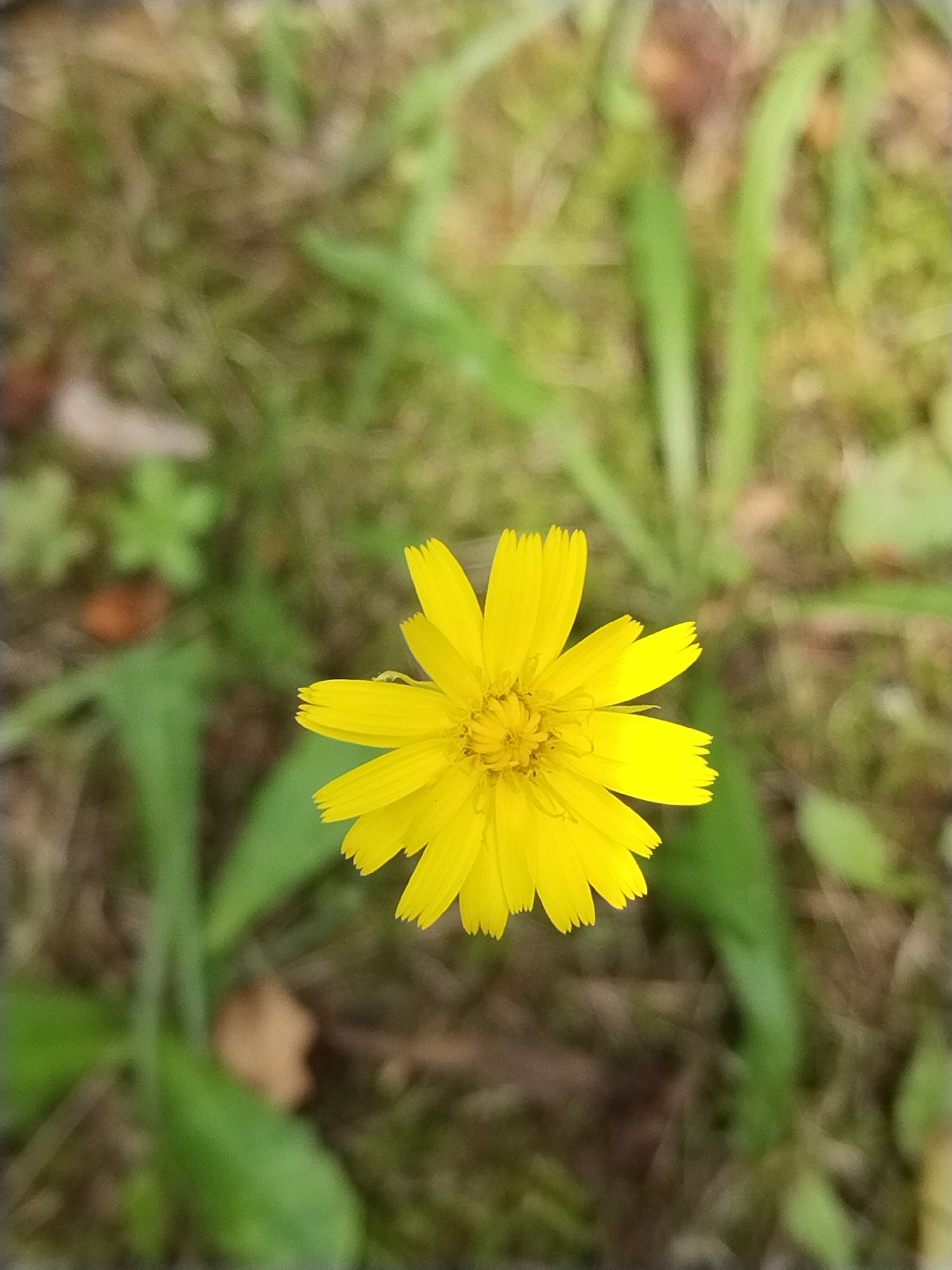 A single bright yellow flower with numerous slender petals is centered in the frame, its delicate structure clearly defined against a blurred background of green foliage and brown earth. The flower appears to be a wild bloom, possibly a type of aster or dandelion, situated outdoors in a natural setting. The lighting suggests a daytime scene, with soft illumination highlighting the flower's vibrant color. The environment is consistent with a rural or park-like area. The image captures a close-up view of the flower, emphasizing its natural beauty and delicate form.