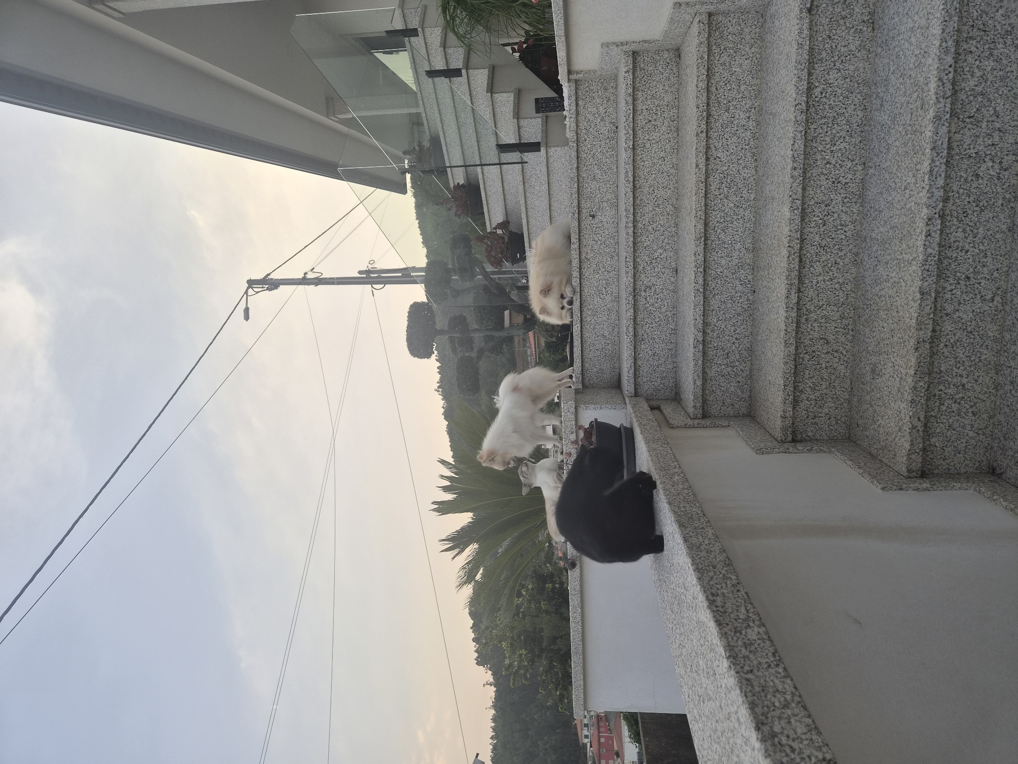 The image depicts a pet-friendly outdoor area adjacent to a modern house with a glass railing and granite stairs. The scene features a black cat on a granite ledge, with two white Pomeranian dogs and one cream-colored Pomeranian dog on the stairs. The background includes a lush, green hillside with scattered houses and trees, suggesting a semi-urban or suburban setting. The sky is overcast, with soft lighting indicating either early morning or late afternoon. This location is in Barcelos, Portugal.